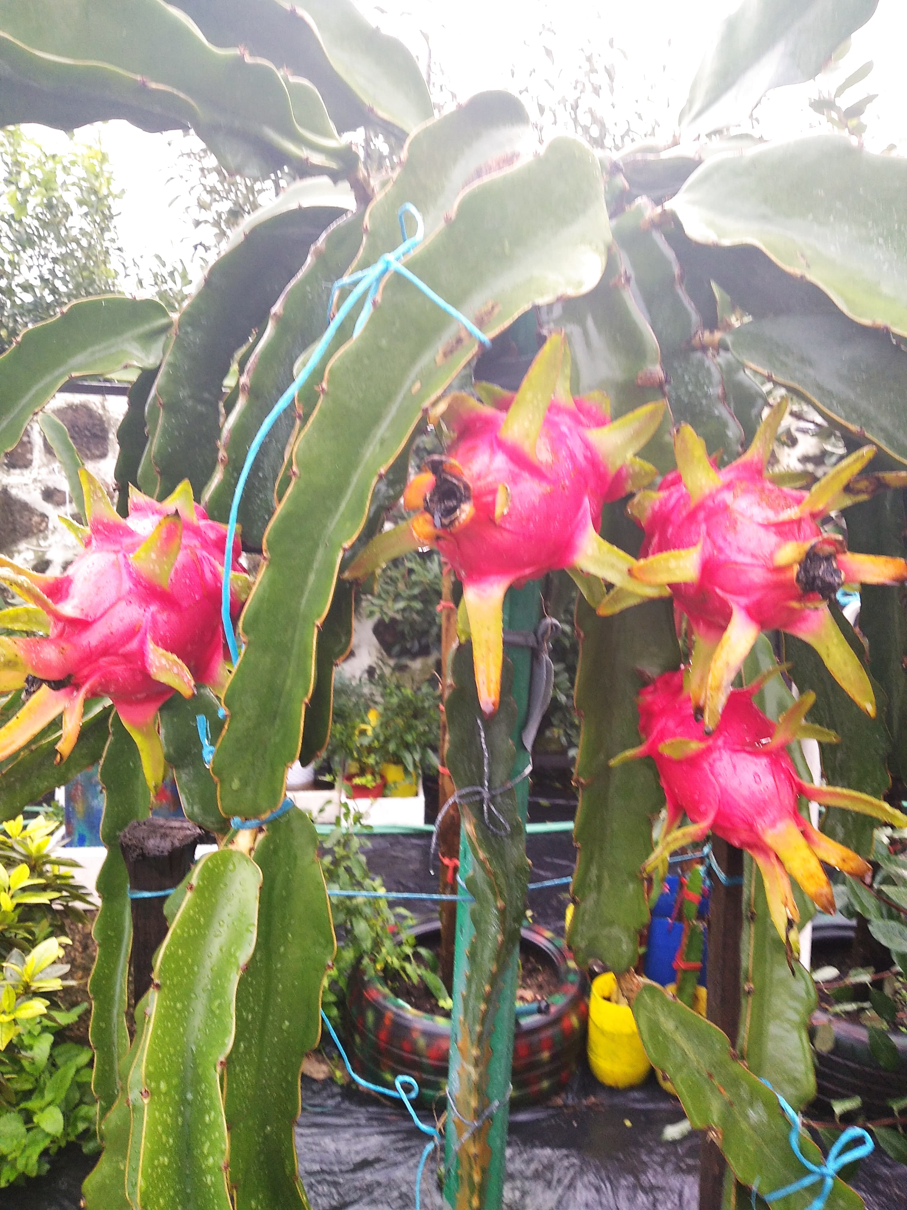 Planta Pitaia