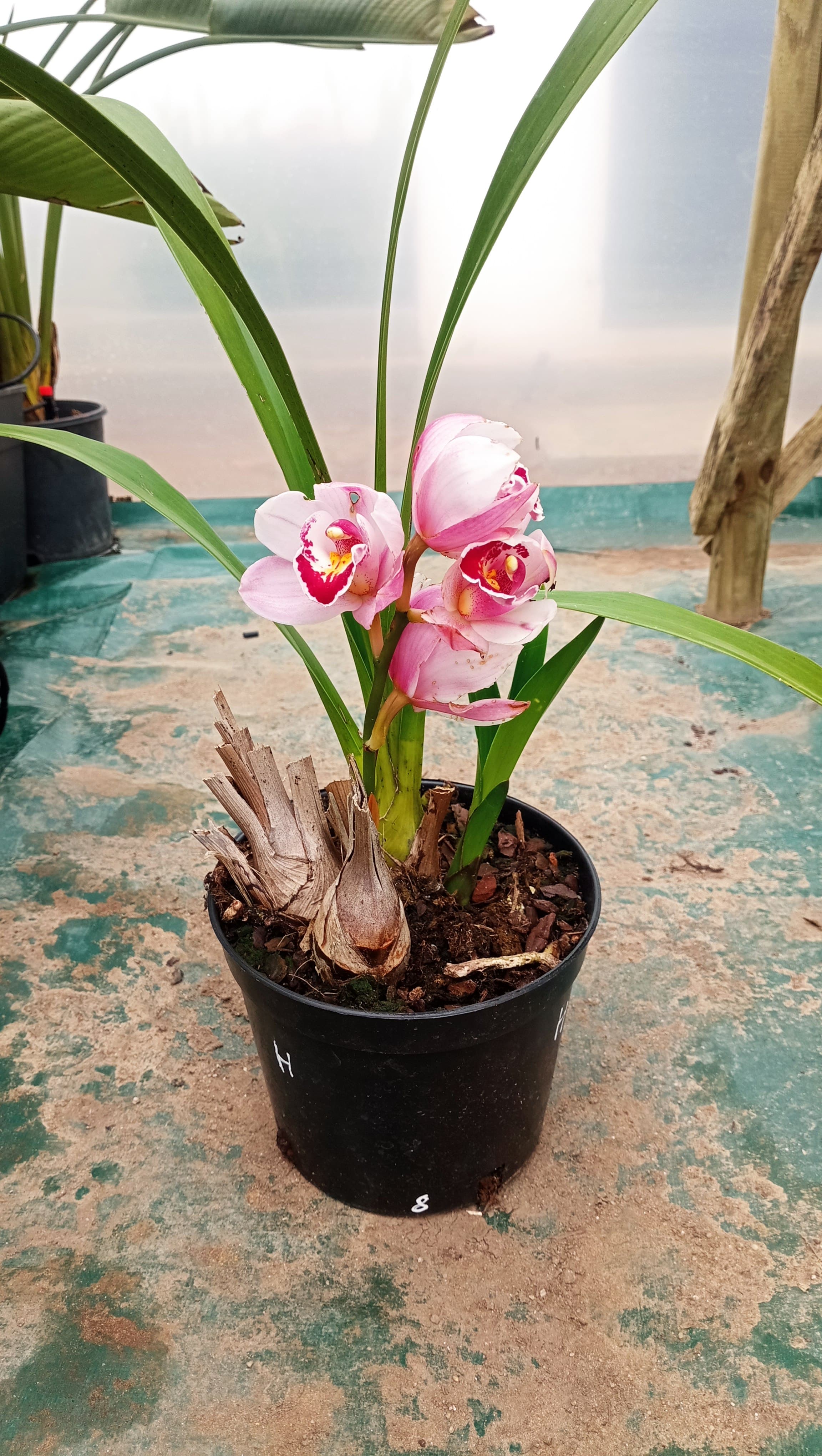Orquídeas de exterior