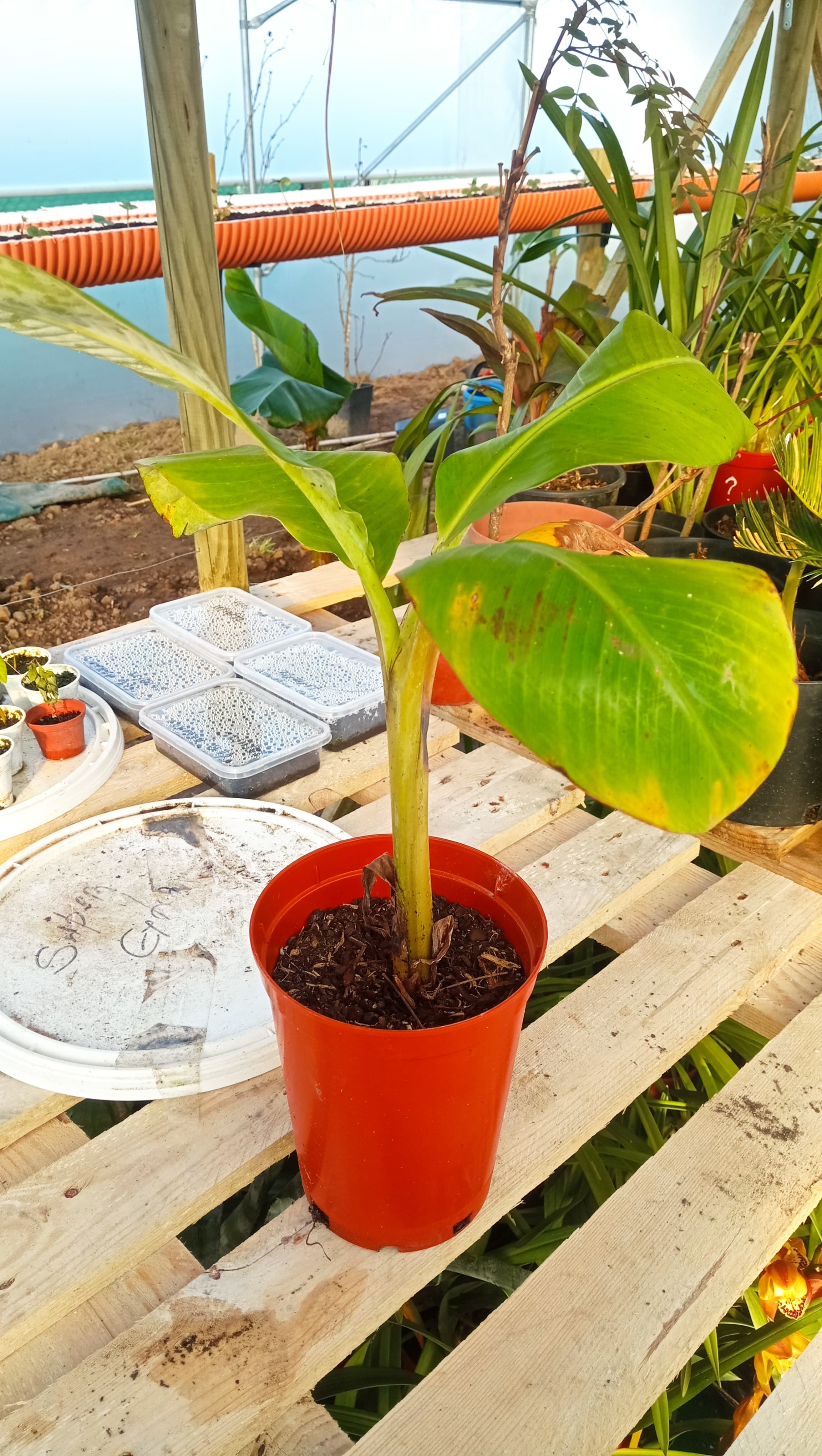Bananeira em vaso
