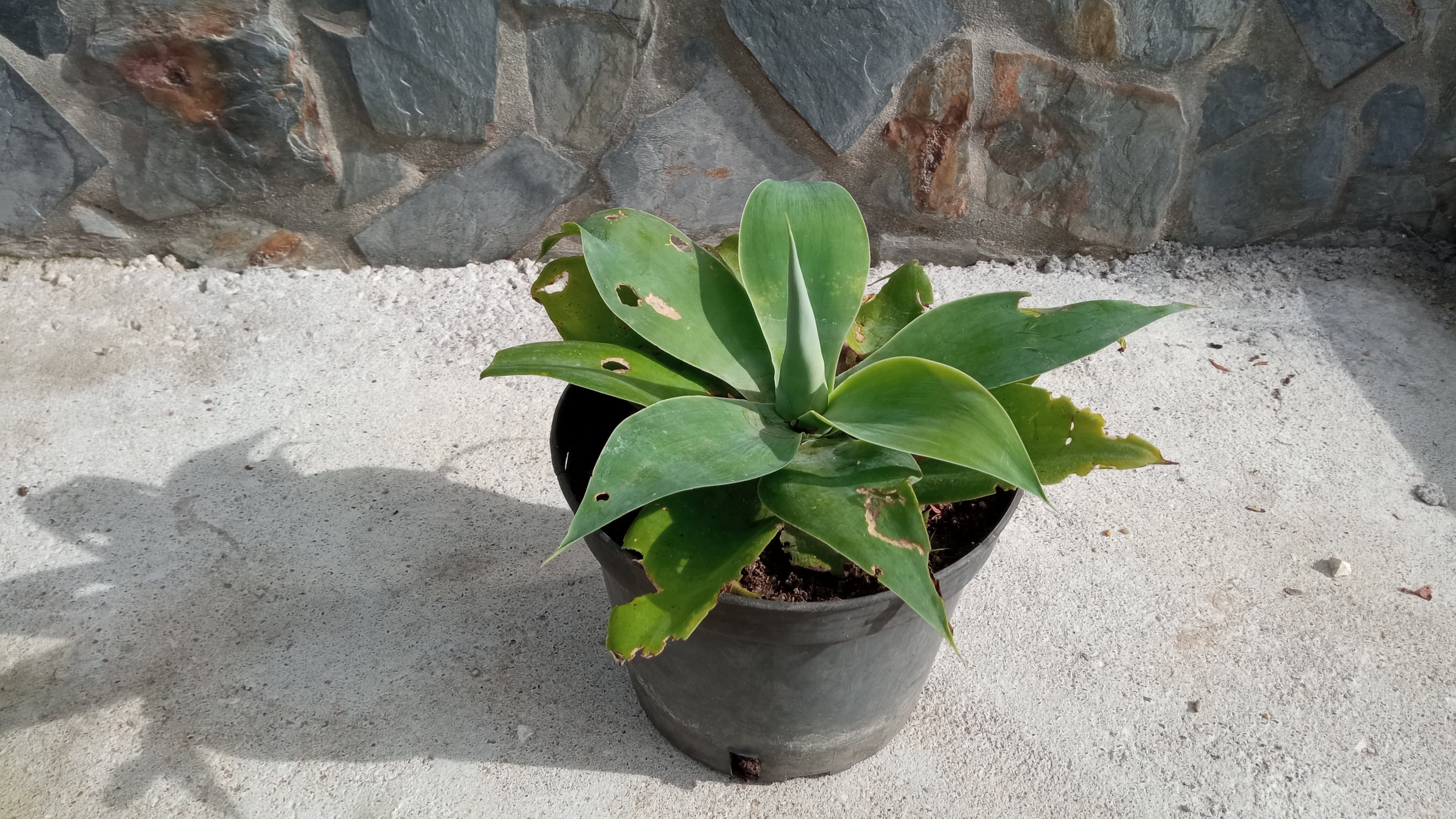 Plantas de Agave e Yuccas