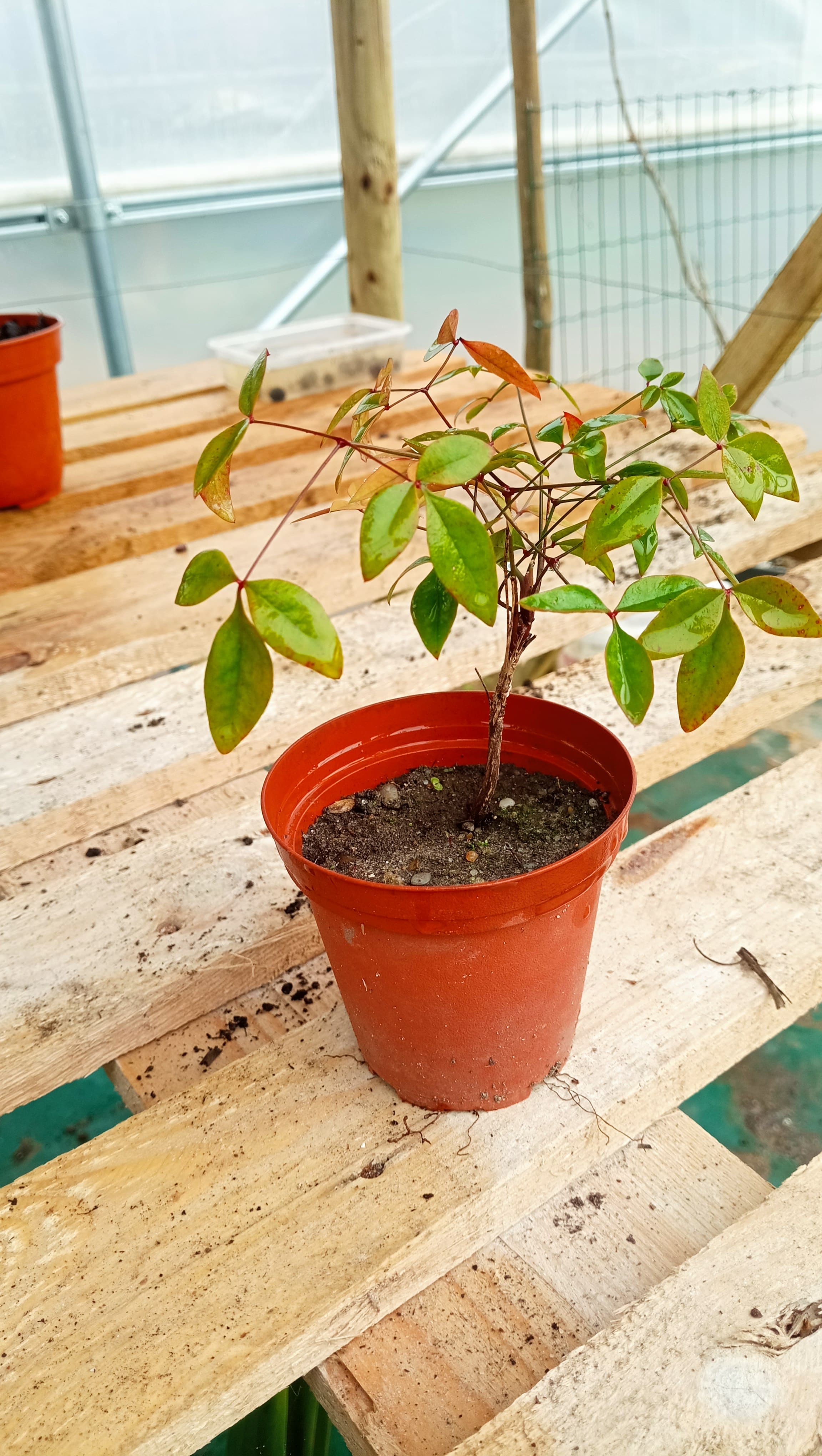 Nandina doméstica
