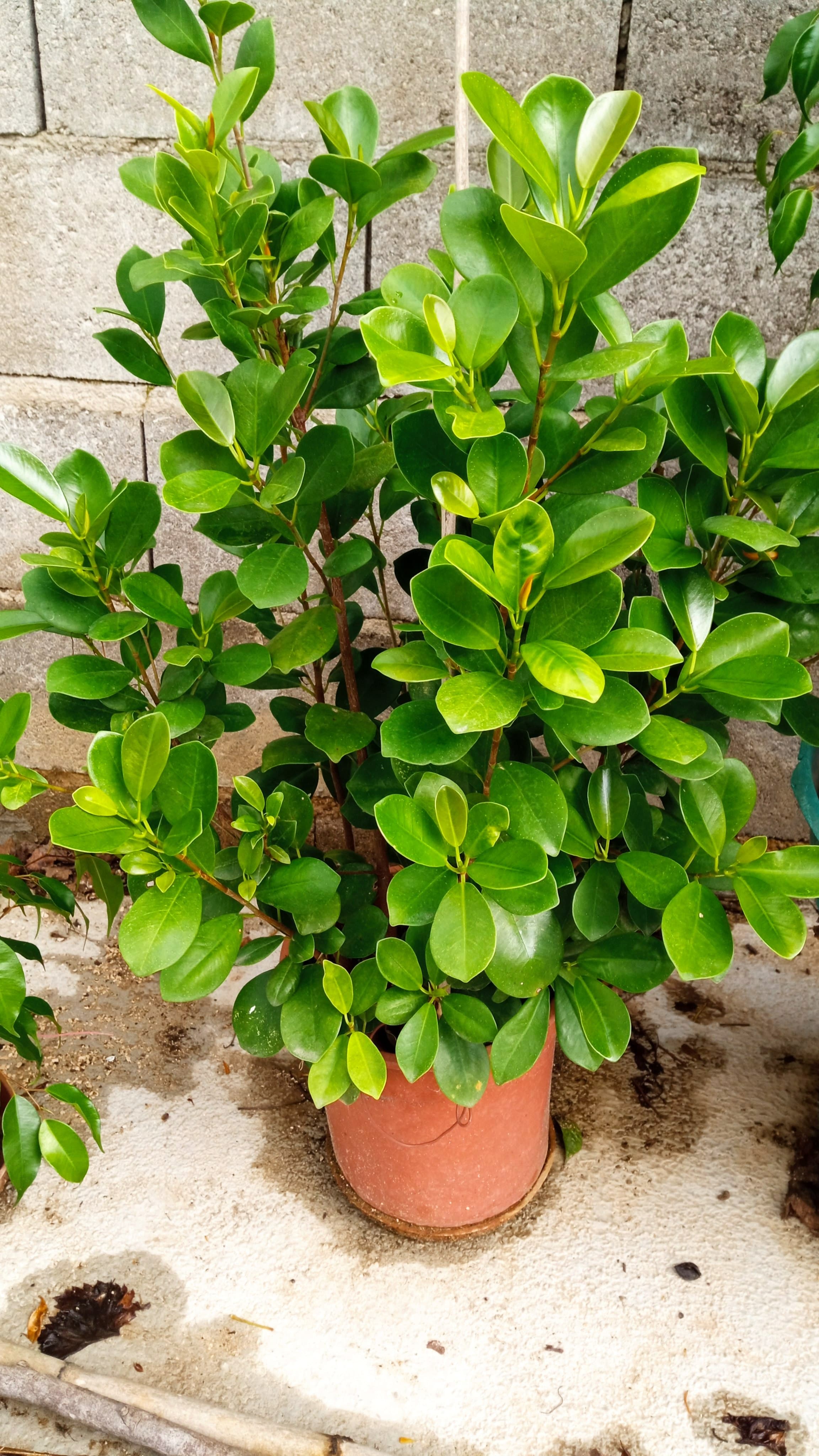 Planta ficus microcarpa
