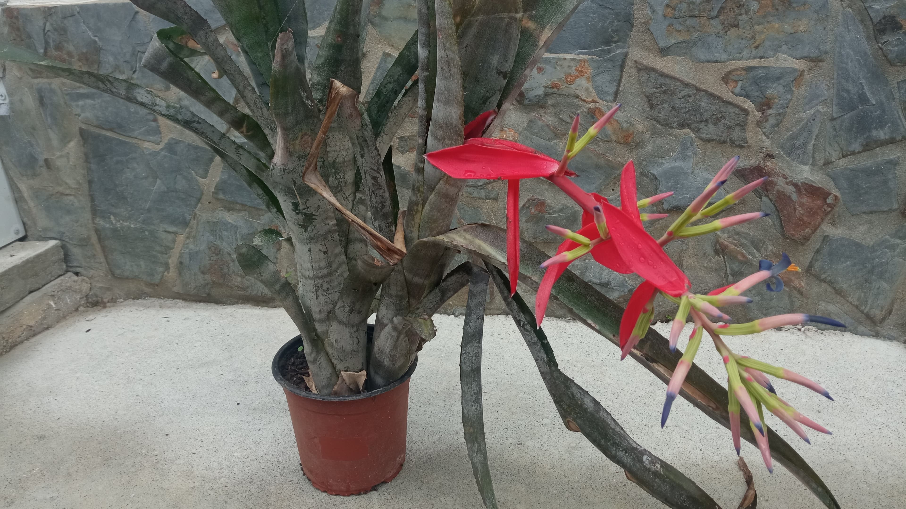 Planta bromélia Darth Vader