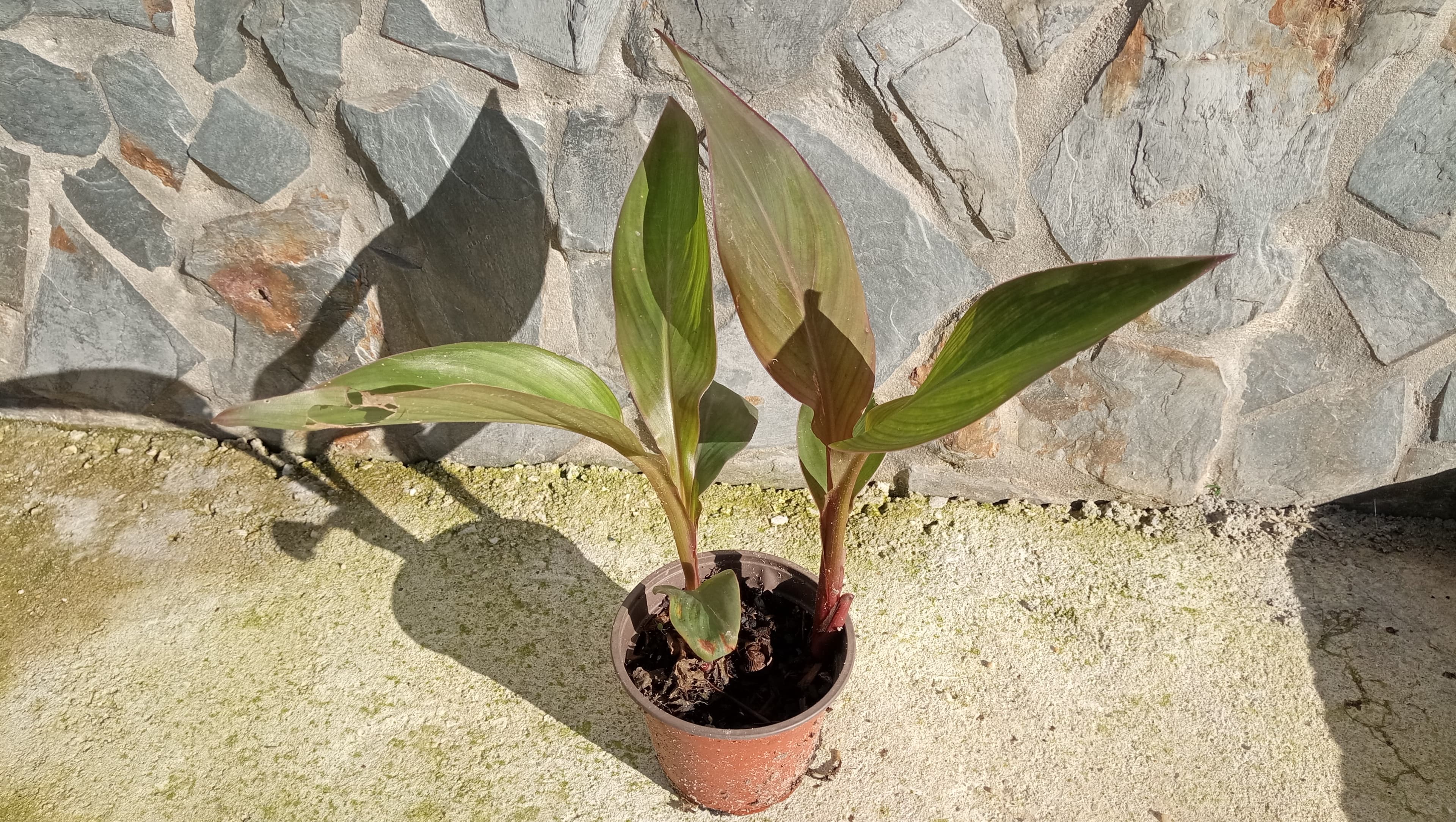 Planta Canna indica