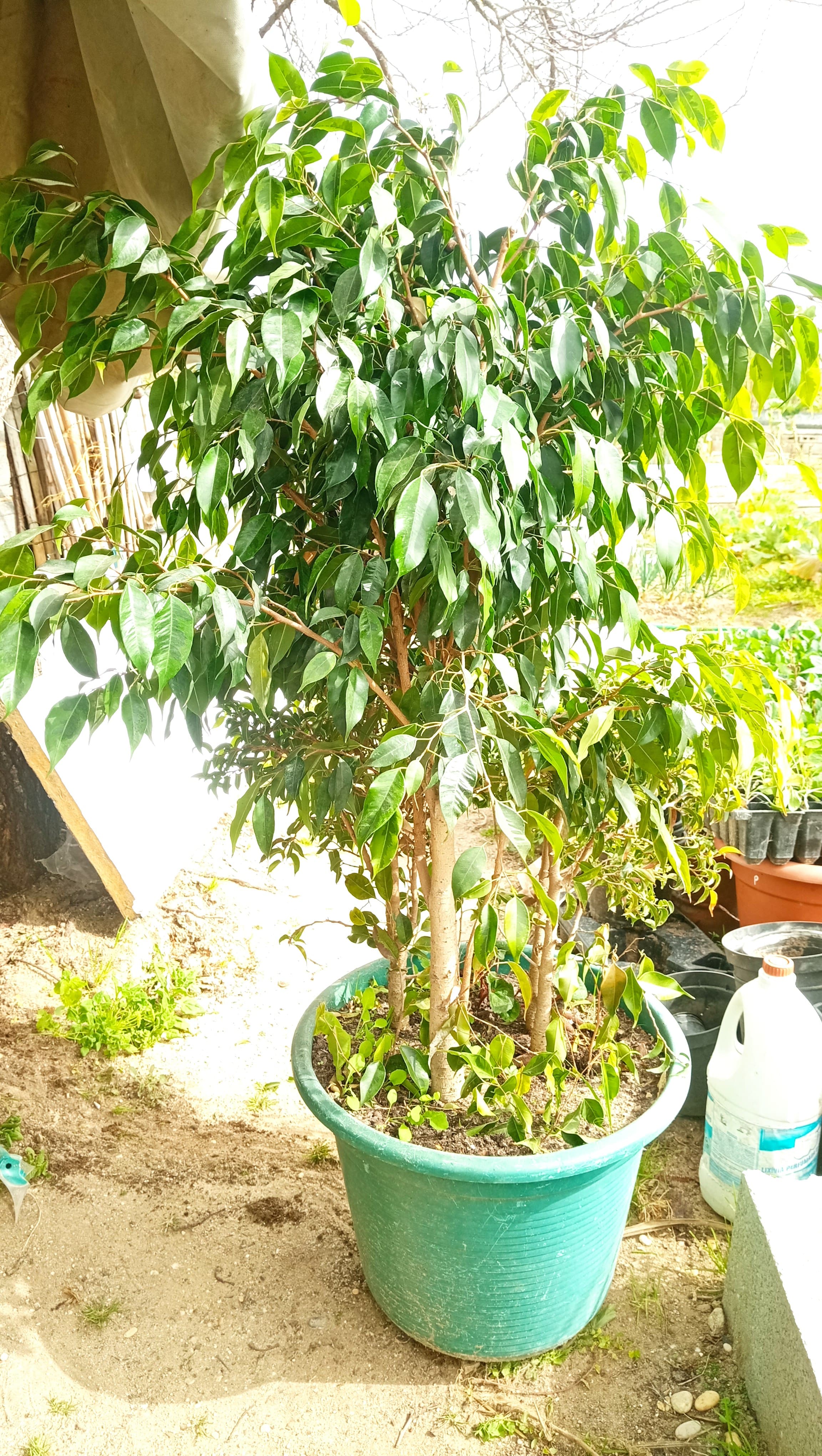 Vaso com Ficus Benjamina 150 cms
