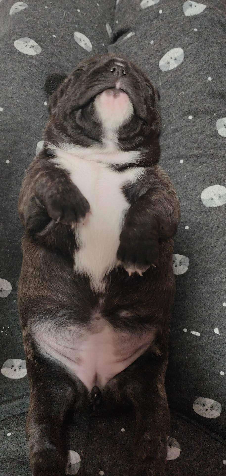 Filhotes Buldogue francês