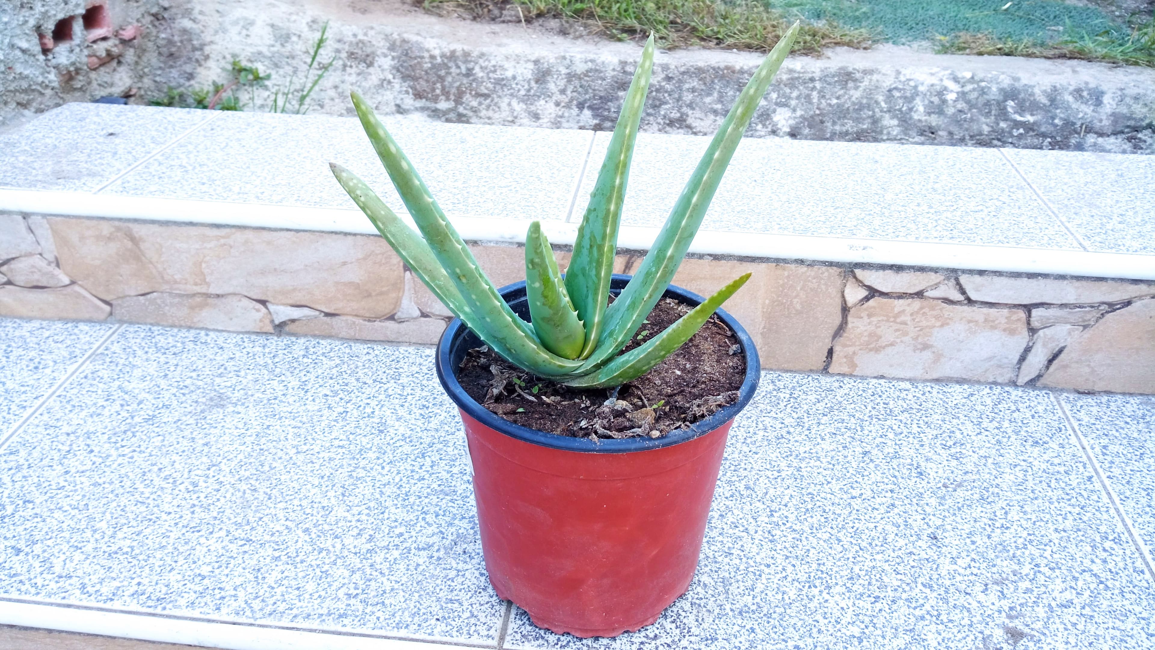 Planta Aloé Vera