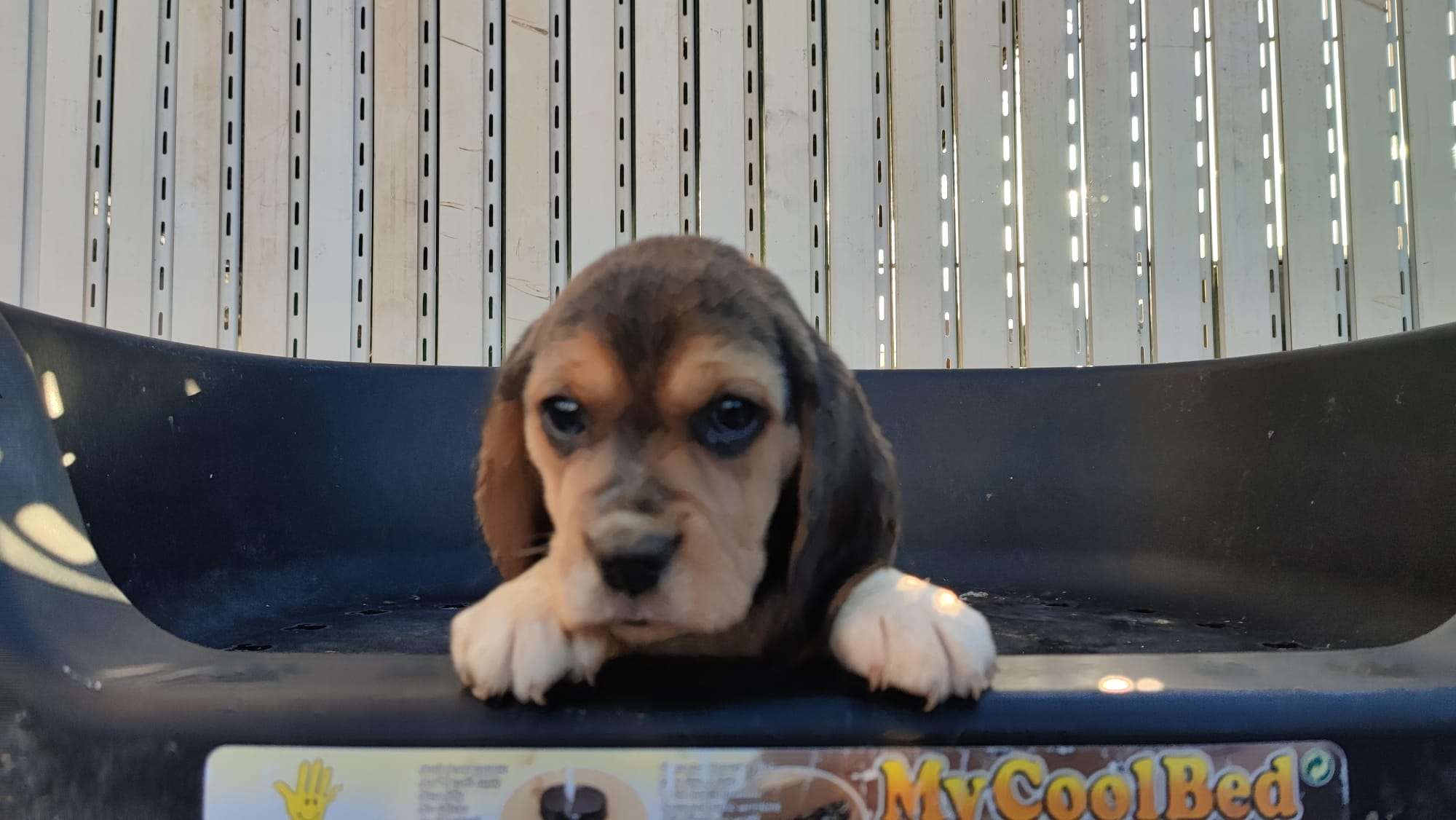 Beagles puros
