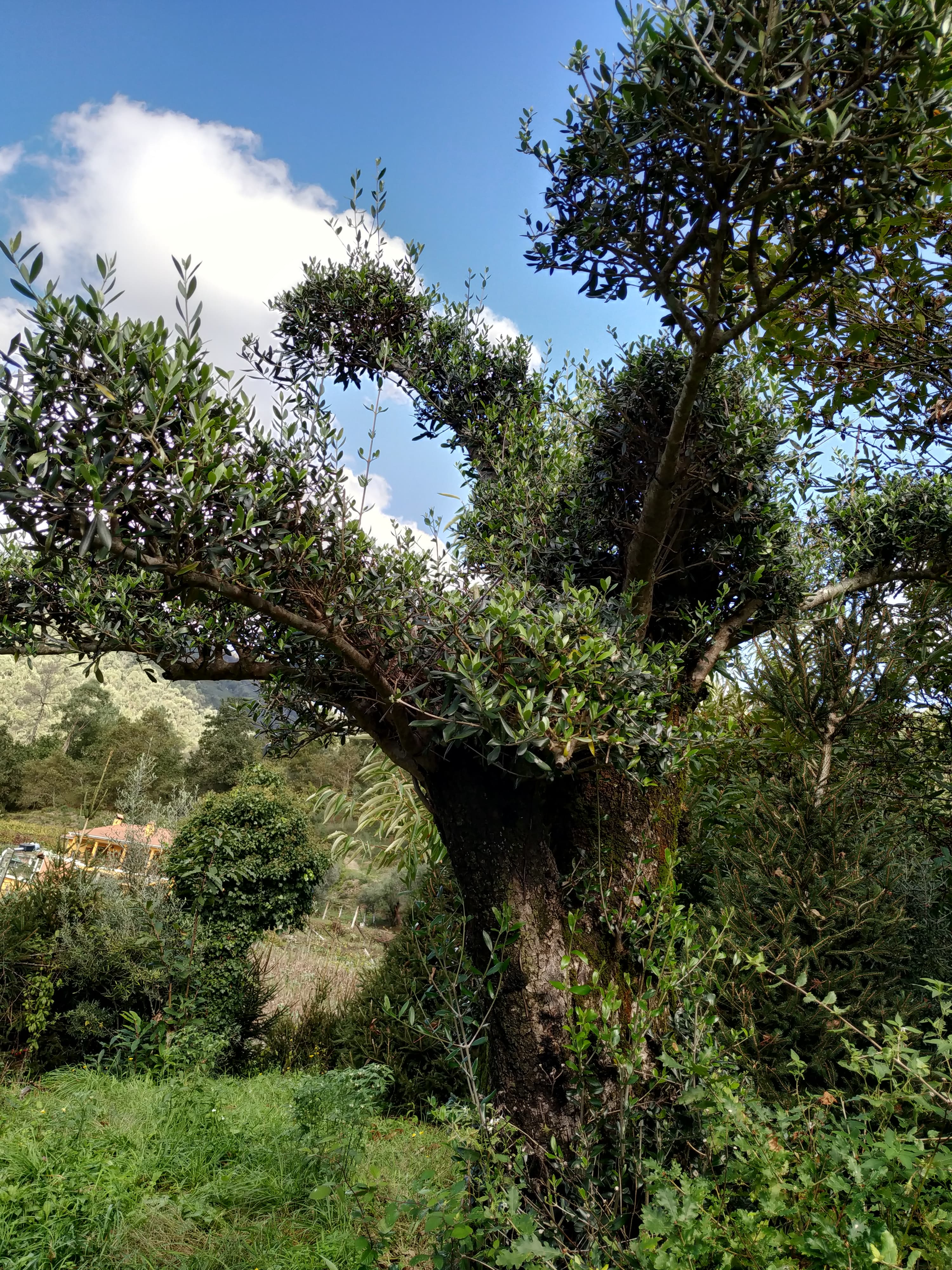 Oliveiras centenárias