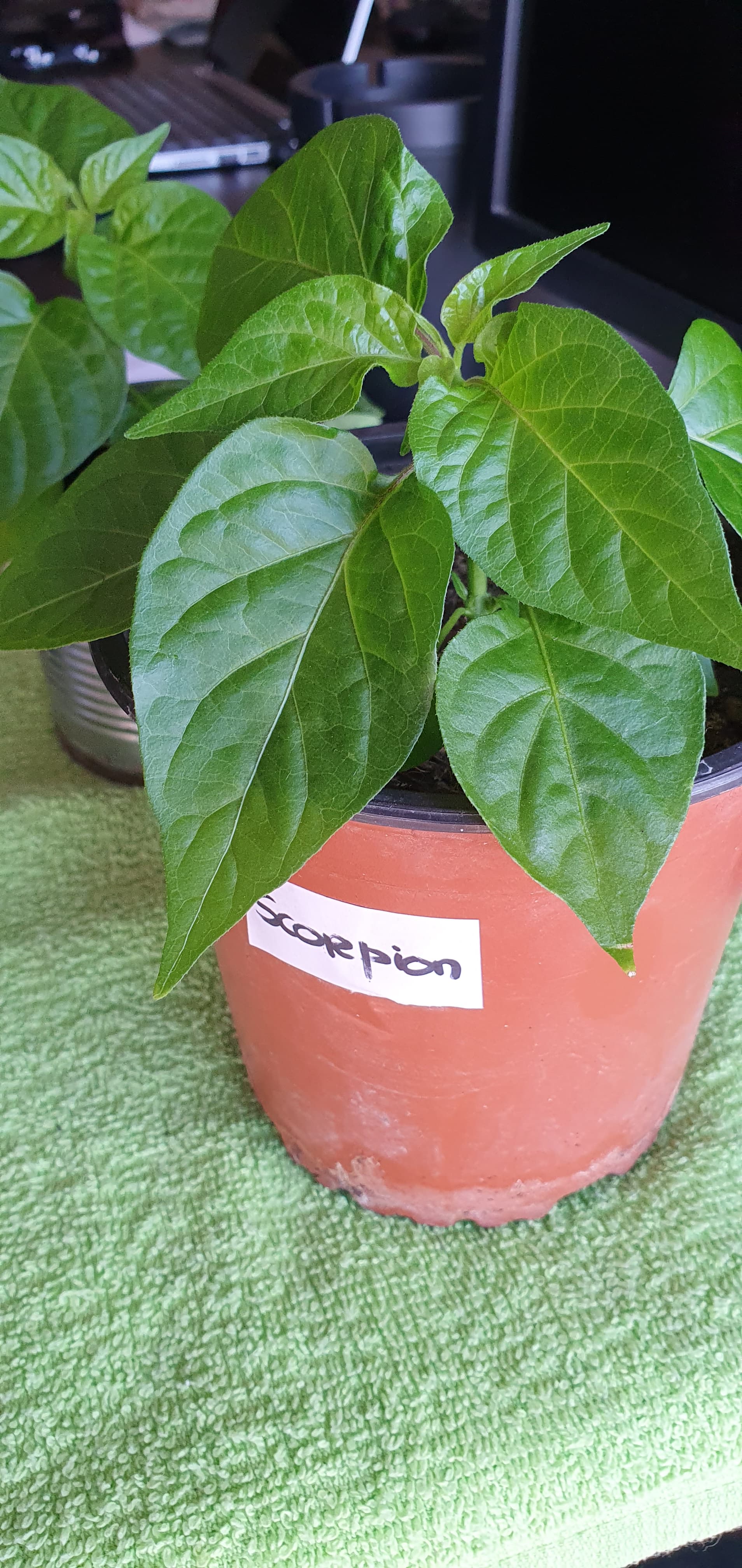 Vendo Plantas PImentas Malaguetas Carolina Reaper, Moruga Scorpion Bhut Jolokia Habanero Cambuci