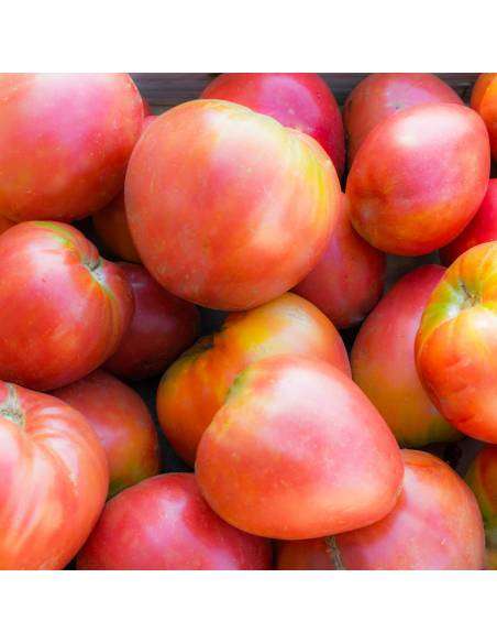 Tomate Coração de Boi para plantar