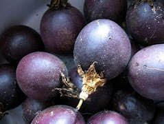 maracujas  em vaso varios tamanhos