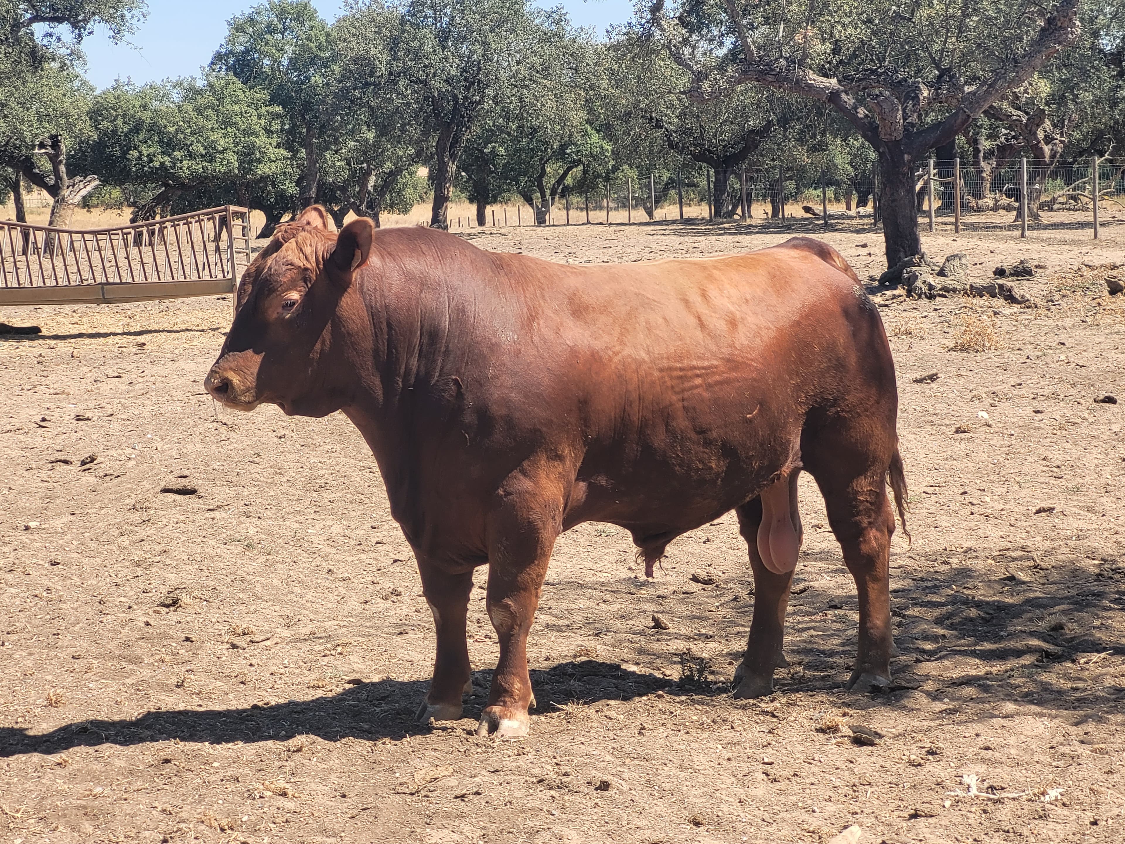 Novilhos Red Angus Puros
