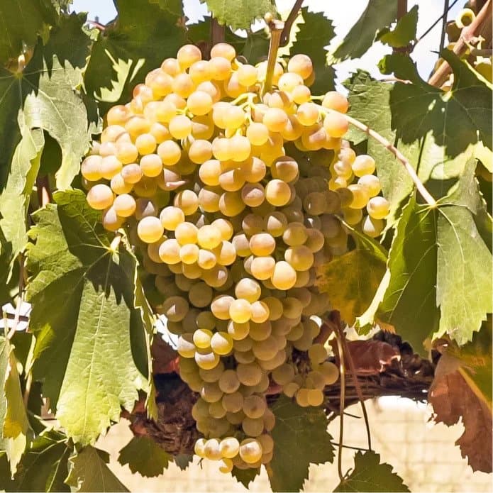 Venda de uvas brancas