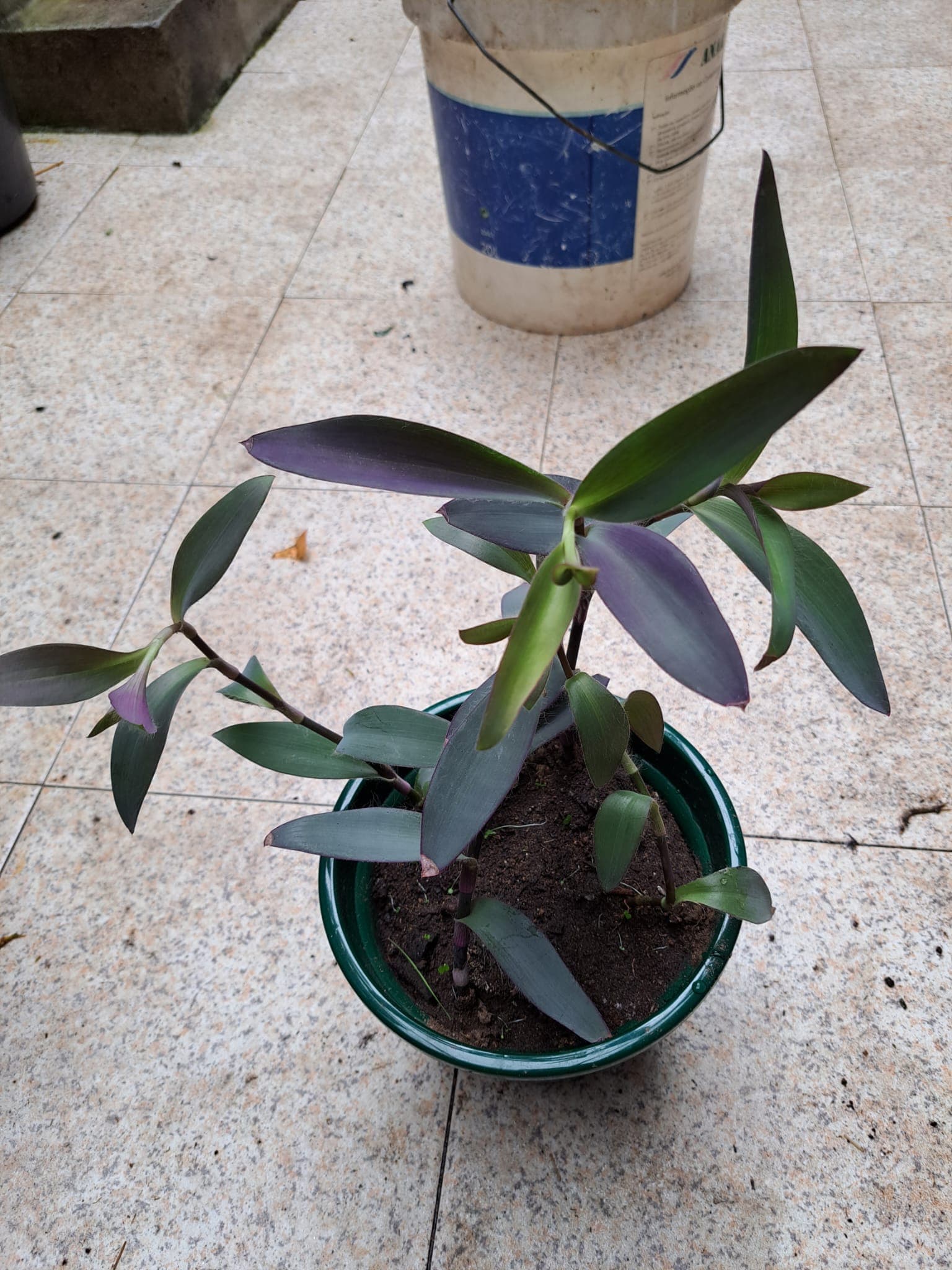 Planta coração roxo