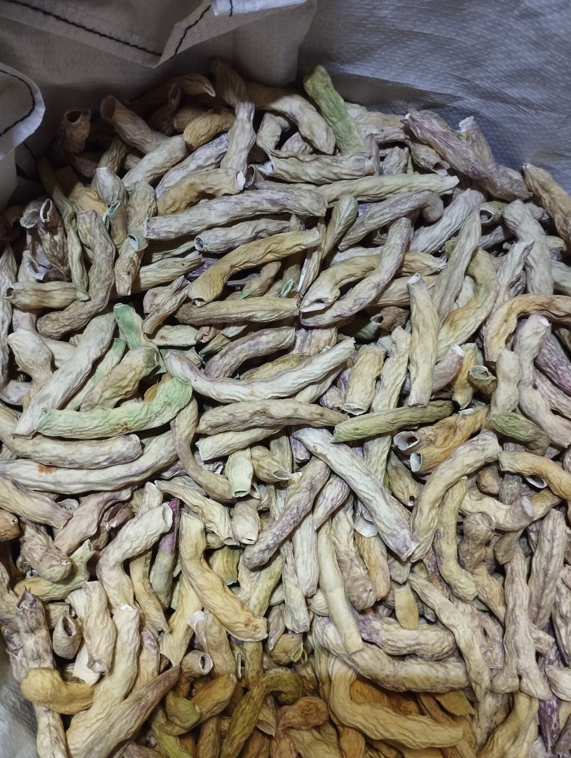 Casulas cascas, feijão, biológico