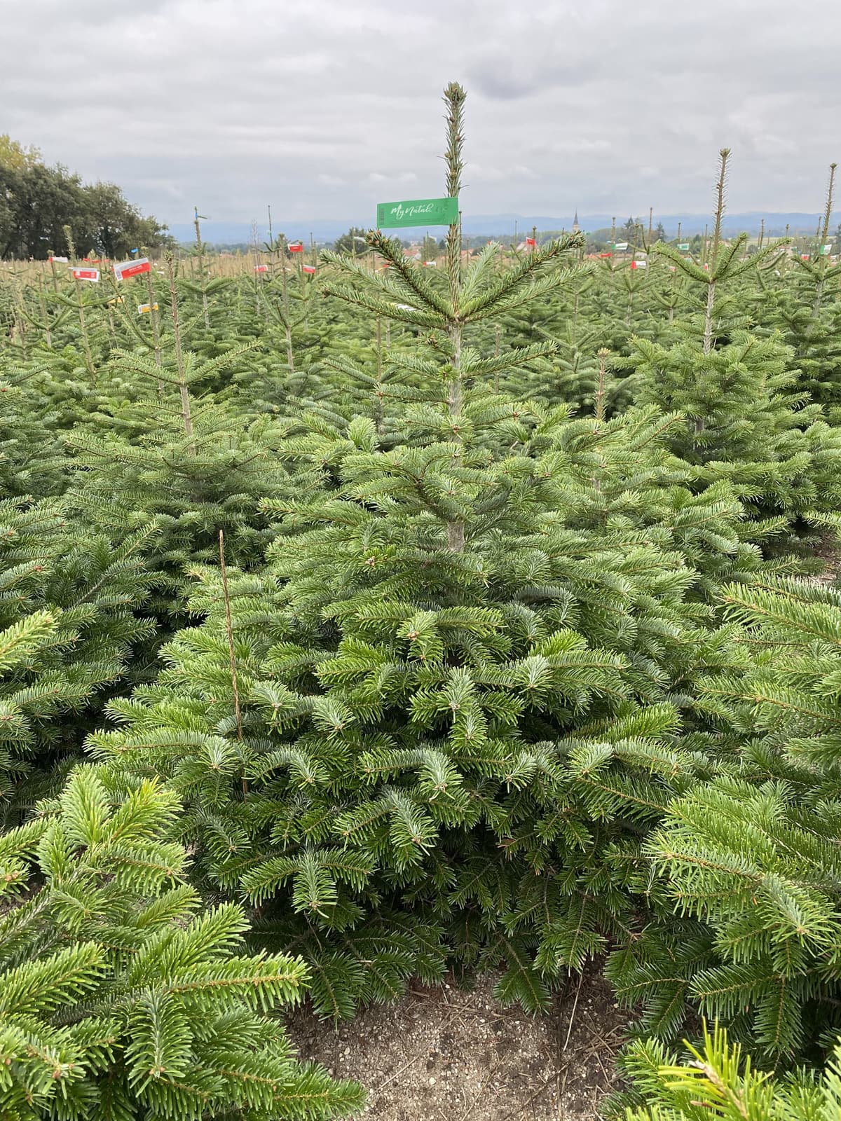 Arvore de Natal Natural | Pinheiro de Natal Natural | Mynatal