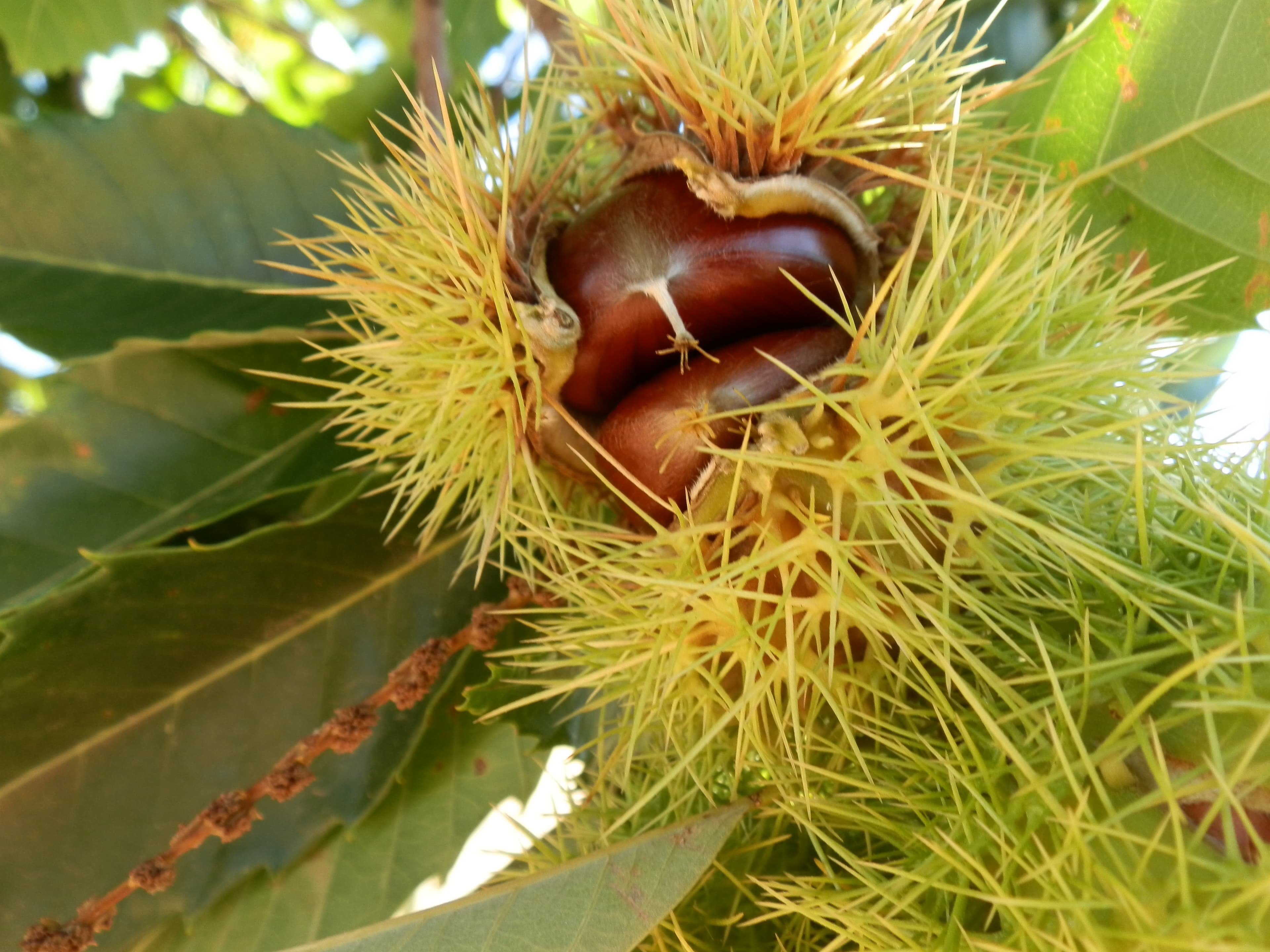 Castanhas de Vinhais desde 2,49 €/kg com entrega em mão ou por correio