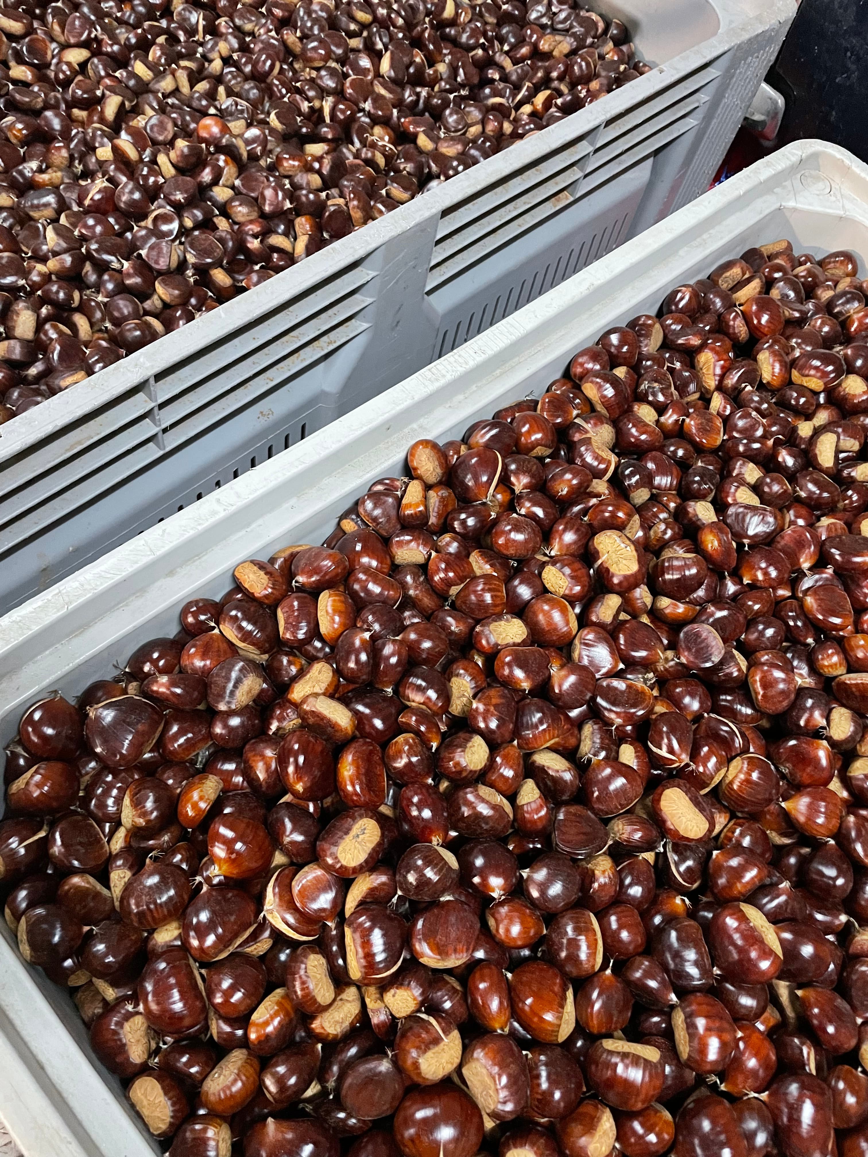 Castanha Judia