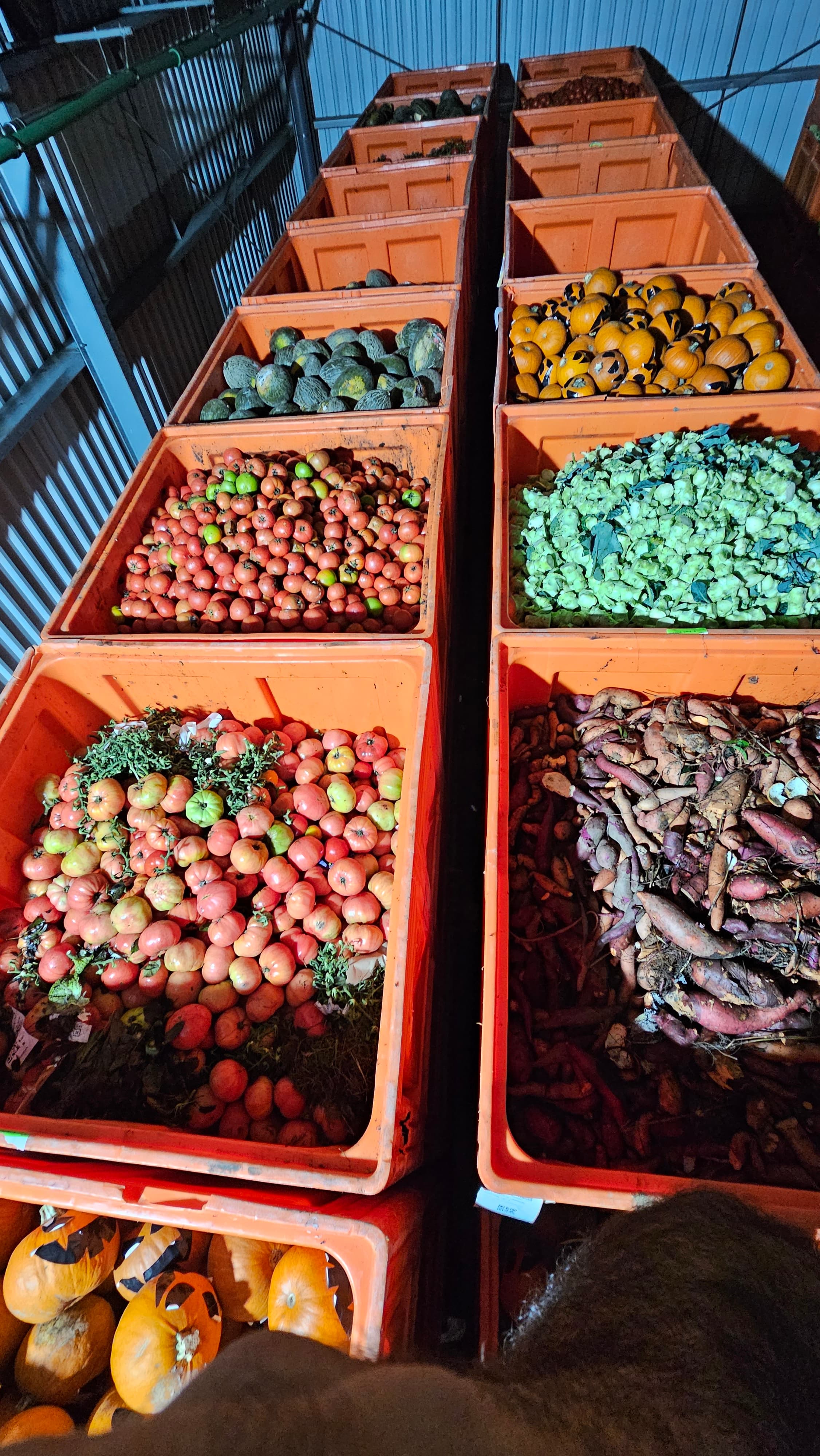 Frutas e Legumes Para gado/animais (Grandes quantidades)