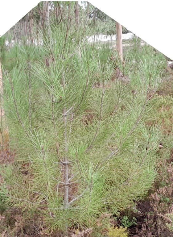 Pinheiros novos e naturais para árvore de Natal