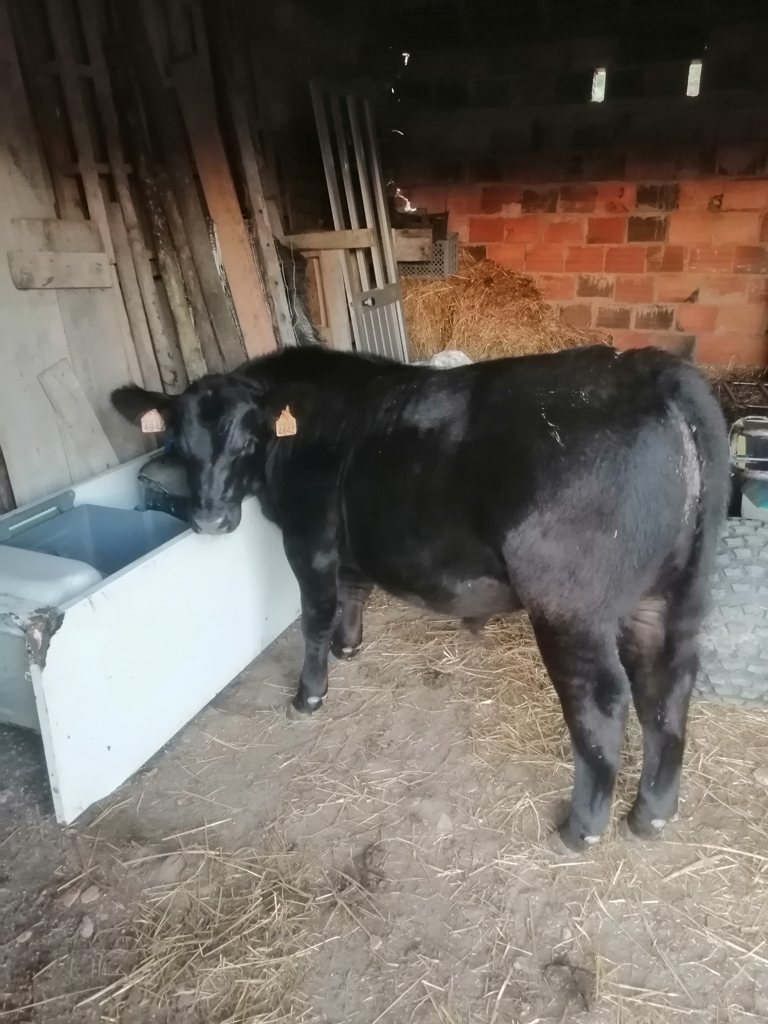 Angus registado neto do Coleman Bravo 6313, recorde de venda 450000 EUA