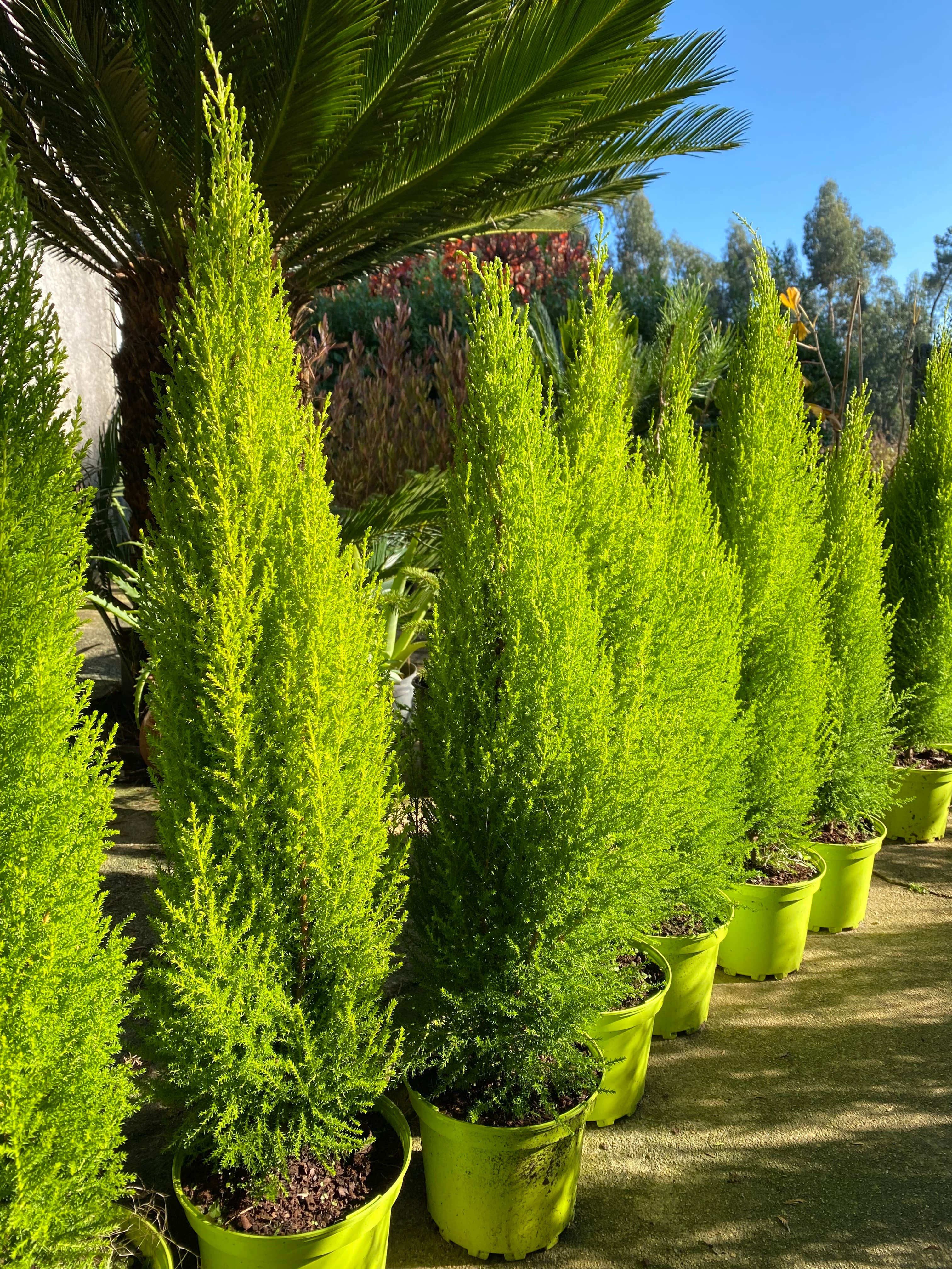 Cipreste limão e outras plantas ornamentais