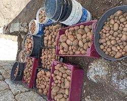 Batatas Vermelhas e Brancas em MPB