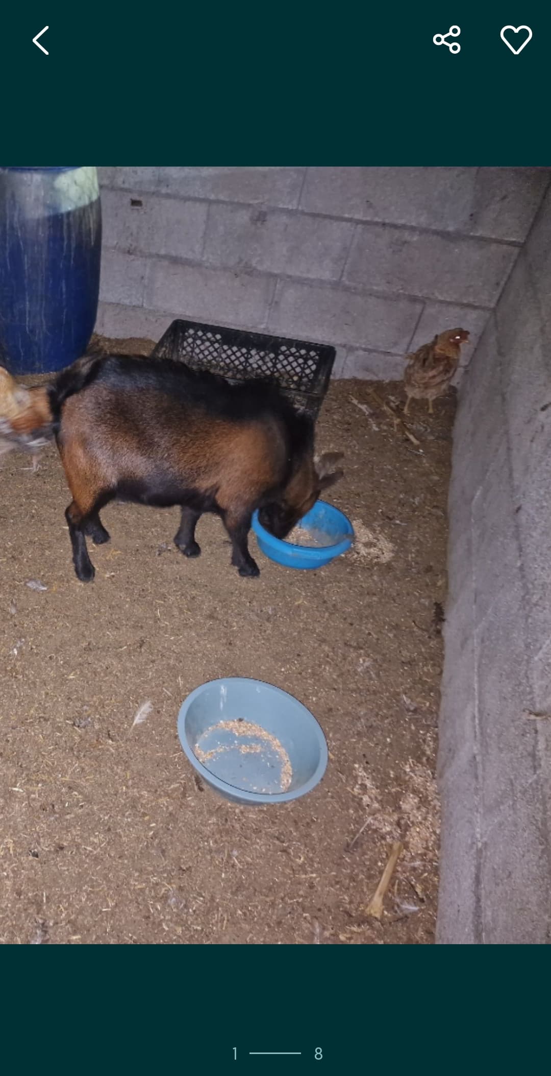 Vendo casal cabras anãs
