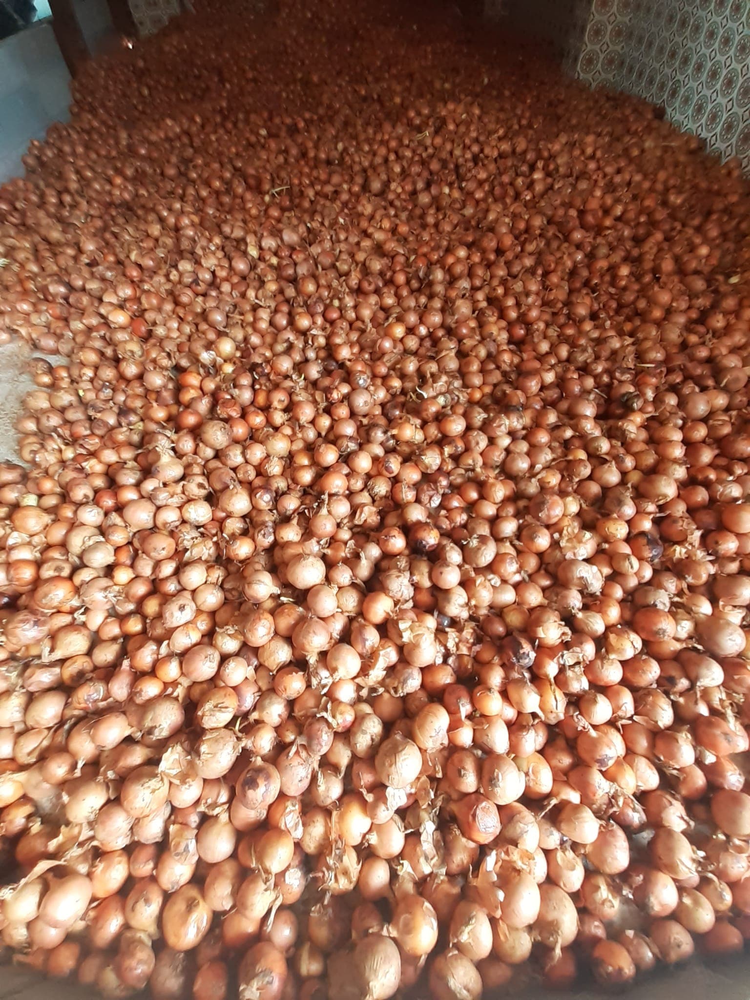 Cebolas