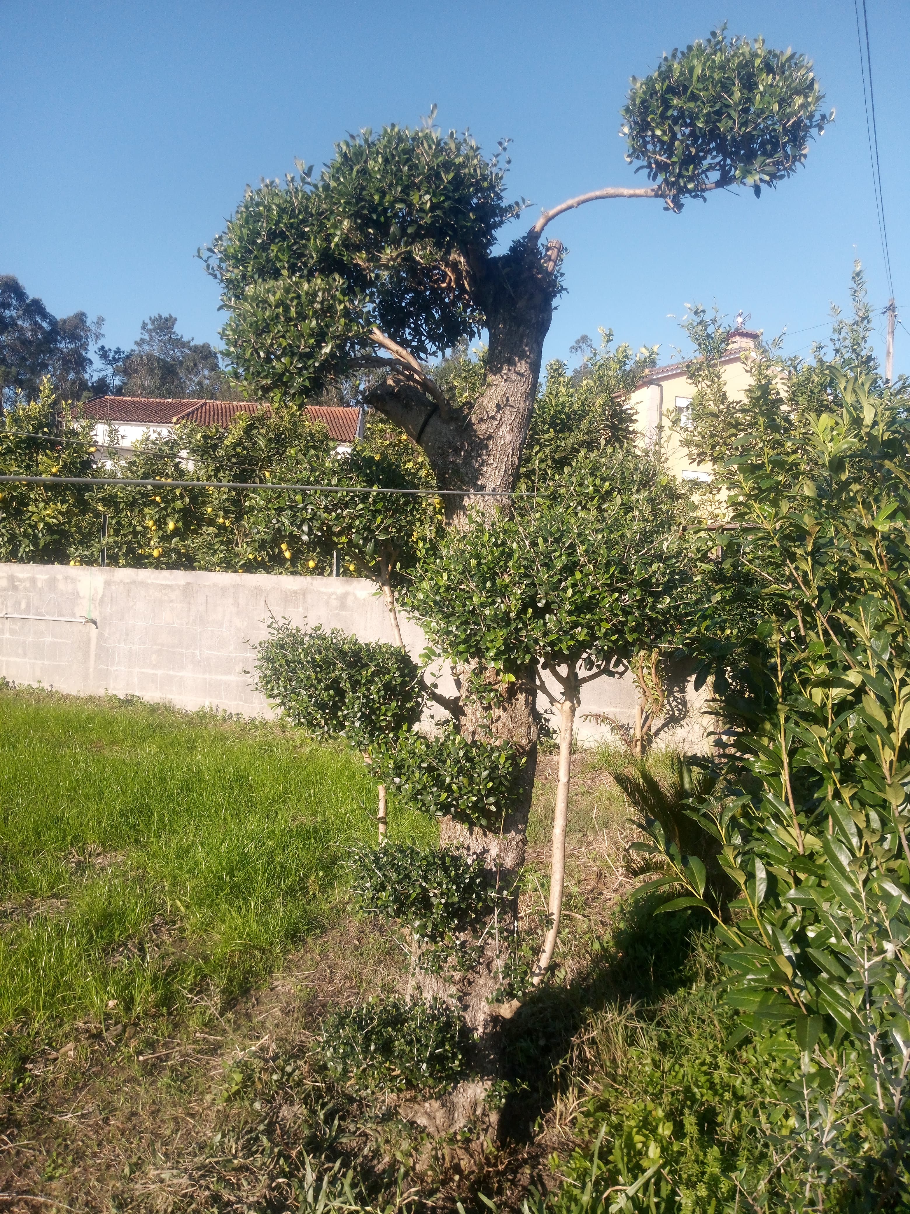 Oliveira antiga