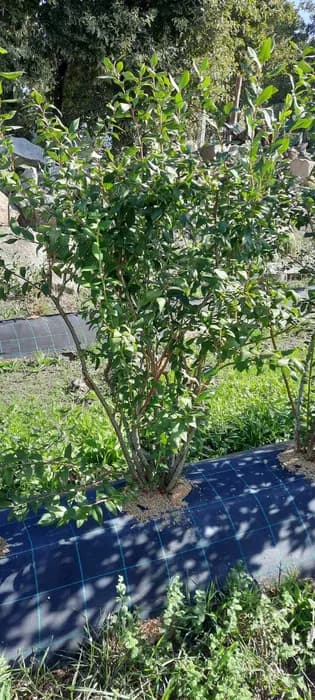 Plantas Mirtilo Bluecroop com 6 anos