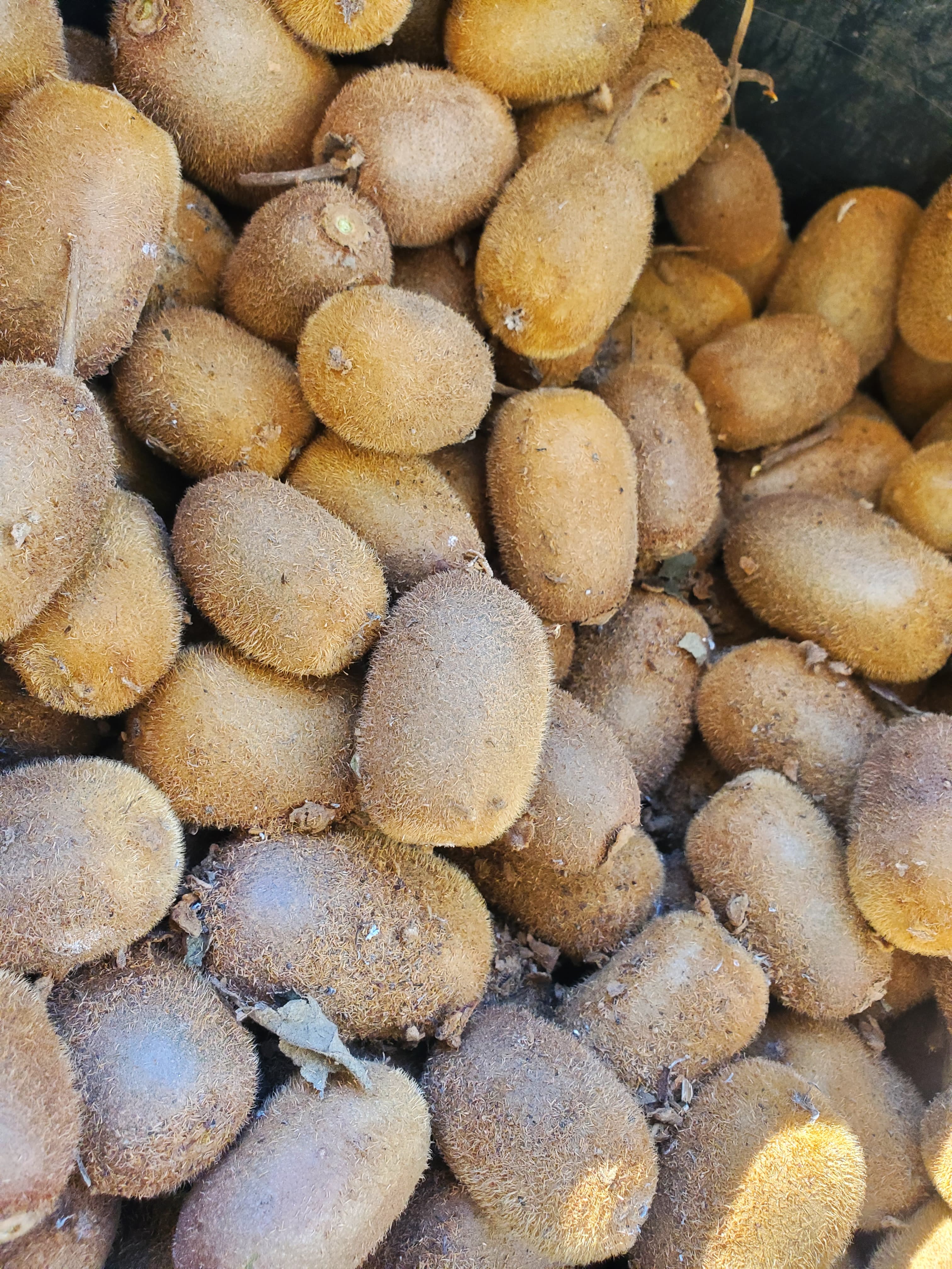 Kiwis