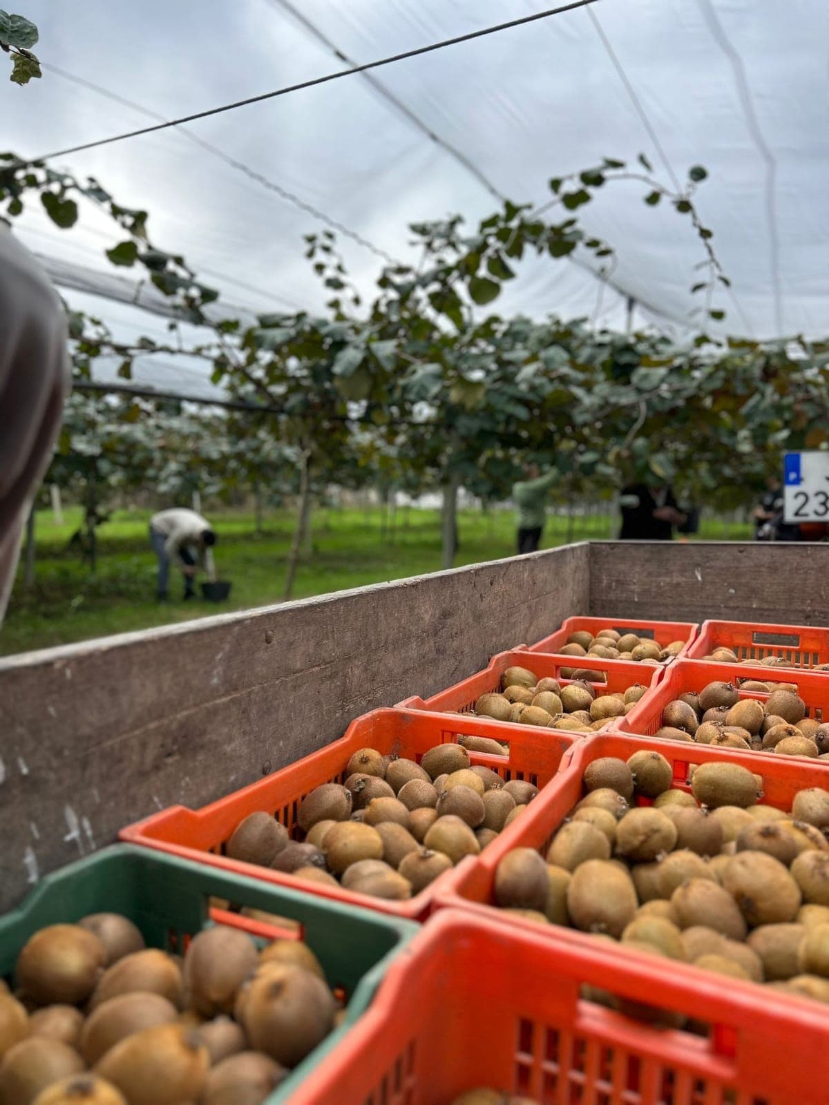 Kiwi português (boa qualidade)