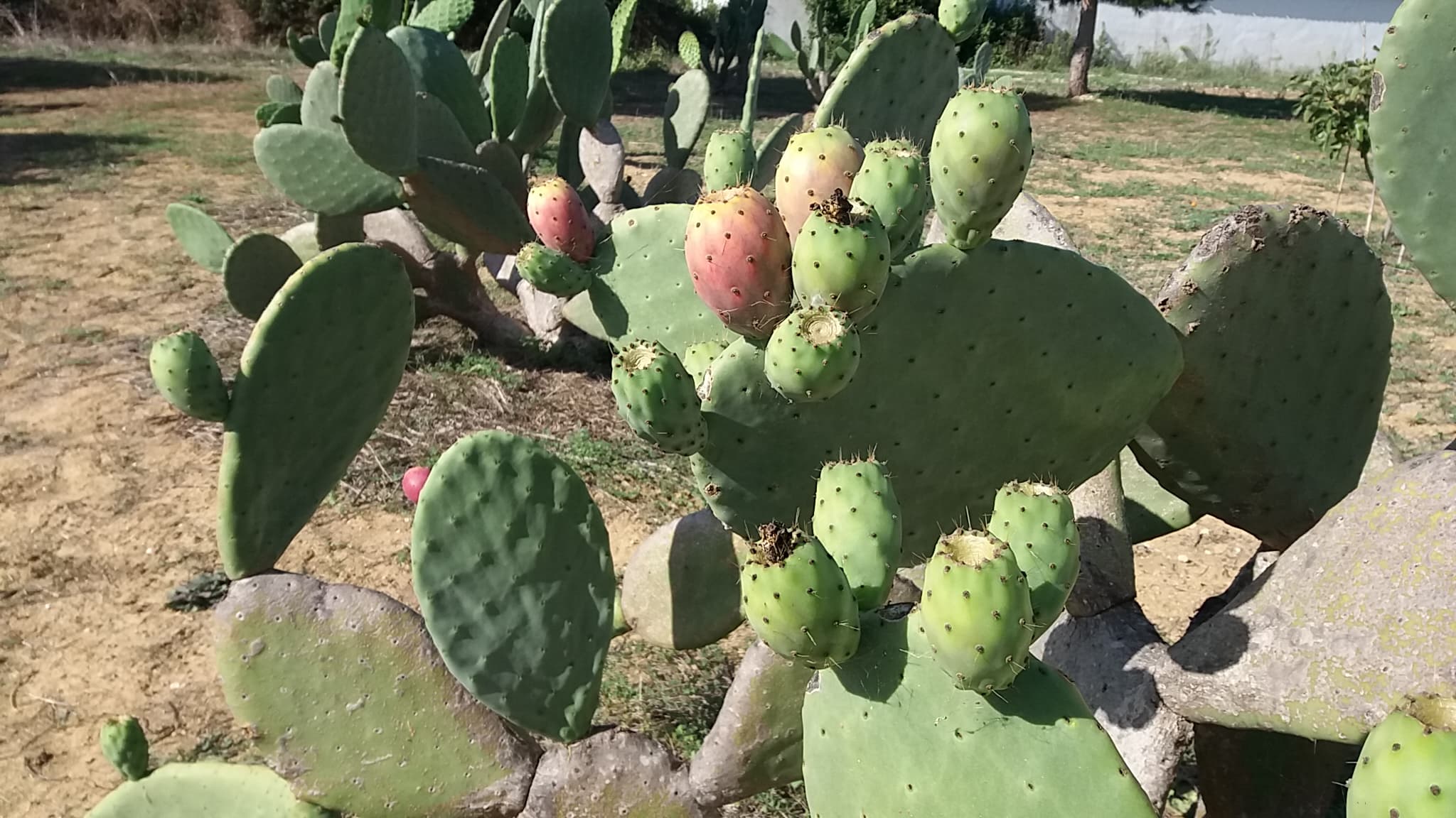 Palmas de Figueira da India e fruto Figos da India