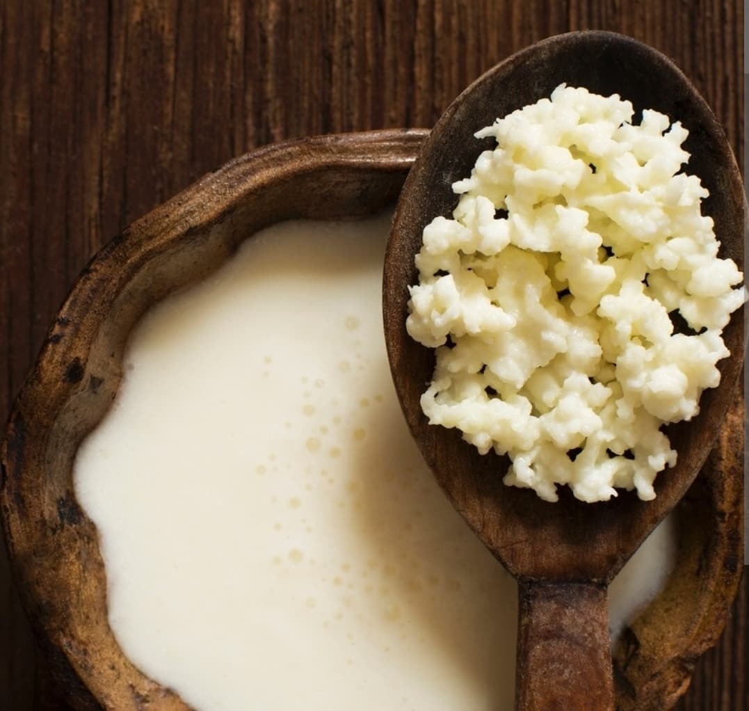 Grãos de kefir de leite