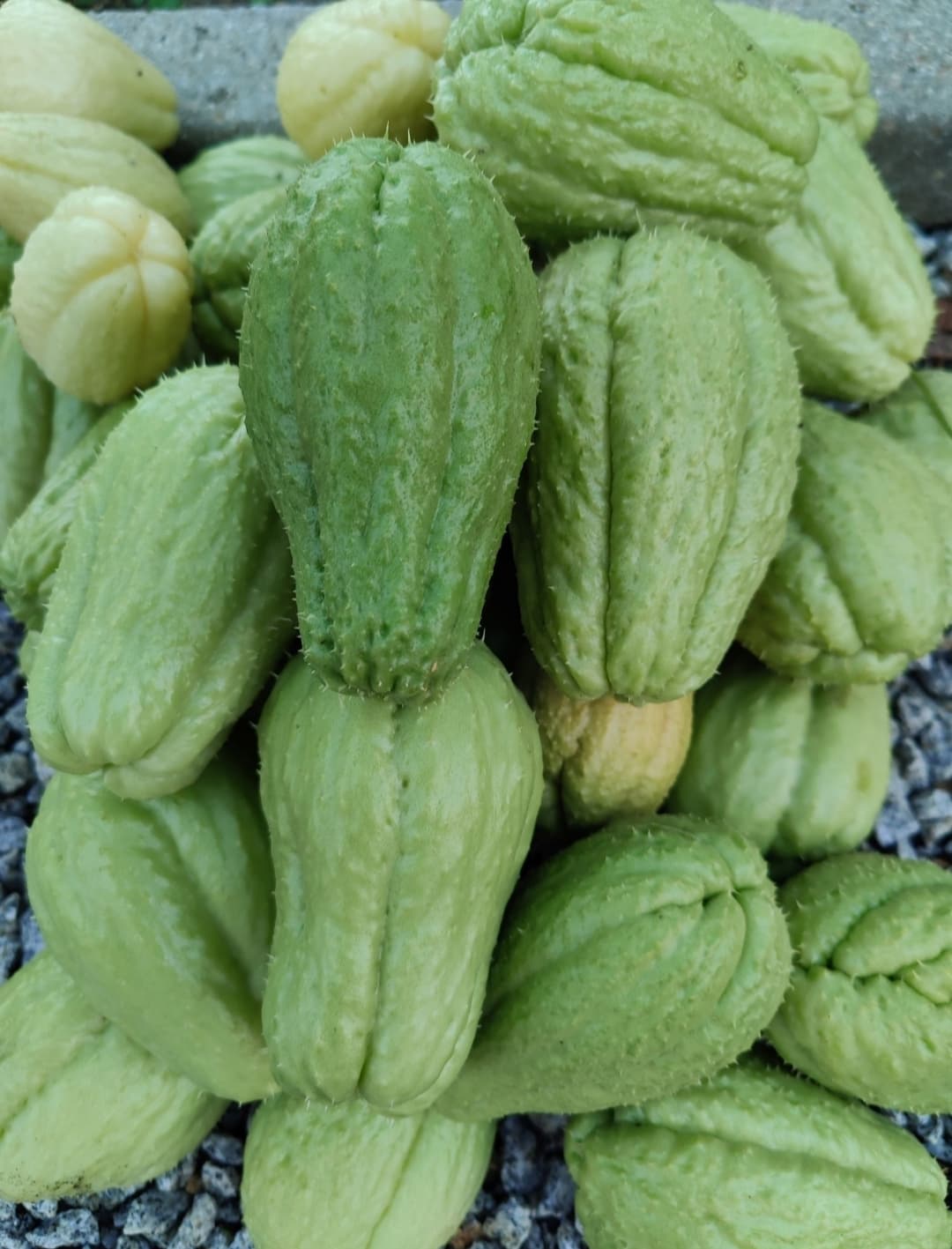 Xuxu ou chuchu biológico ao kg