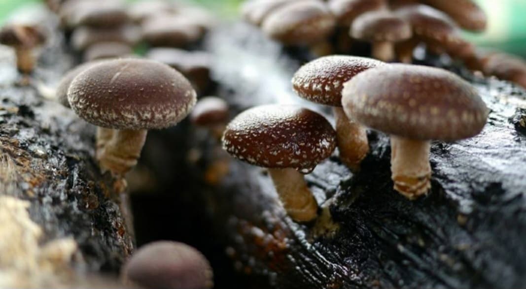 Vendo Cogumelos Shiitake frescos e biológicos.