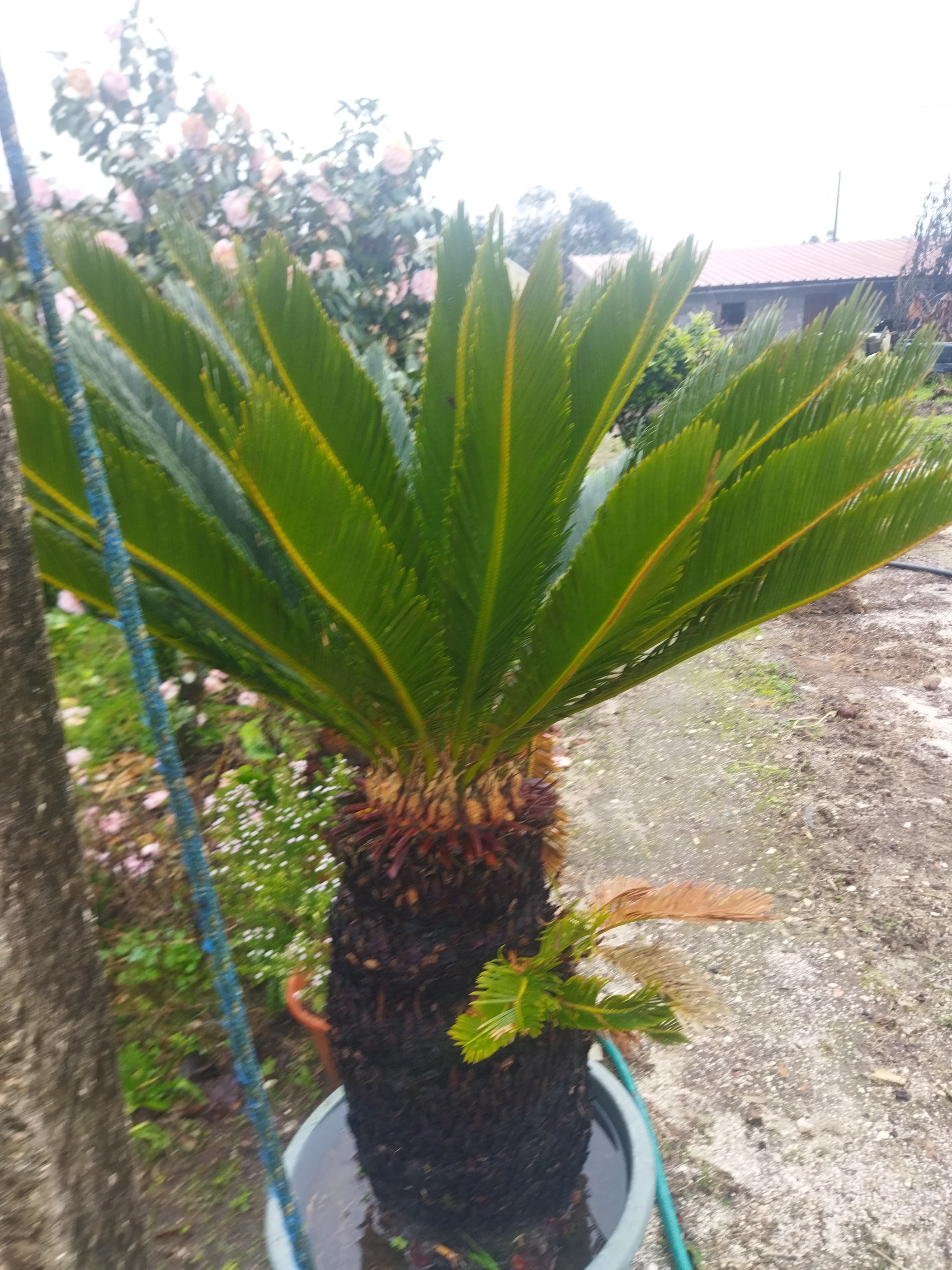 Vendo sikas adultas