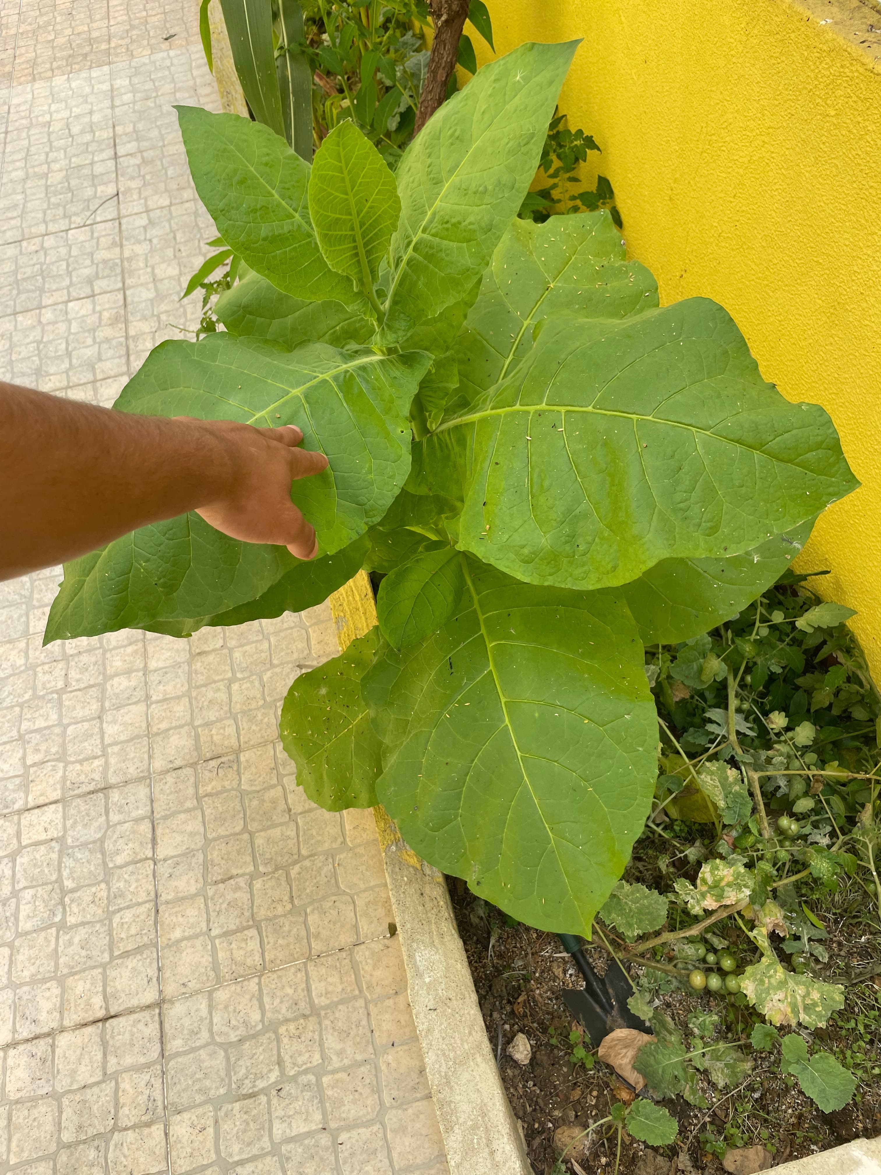 Sementes de tabaco