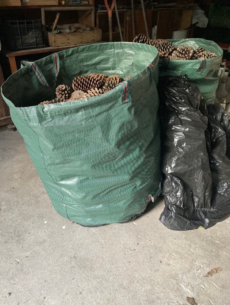 Pinhas 0,7€/kg