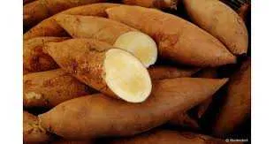 Yacon batata e fruta