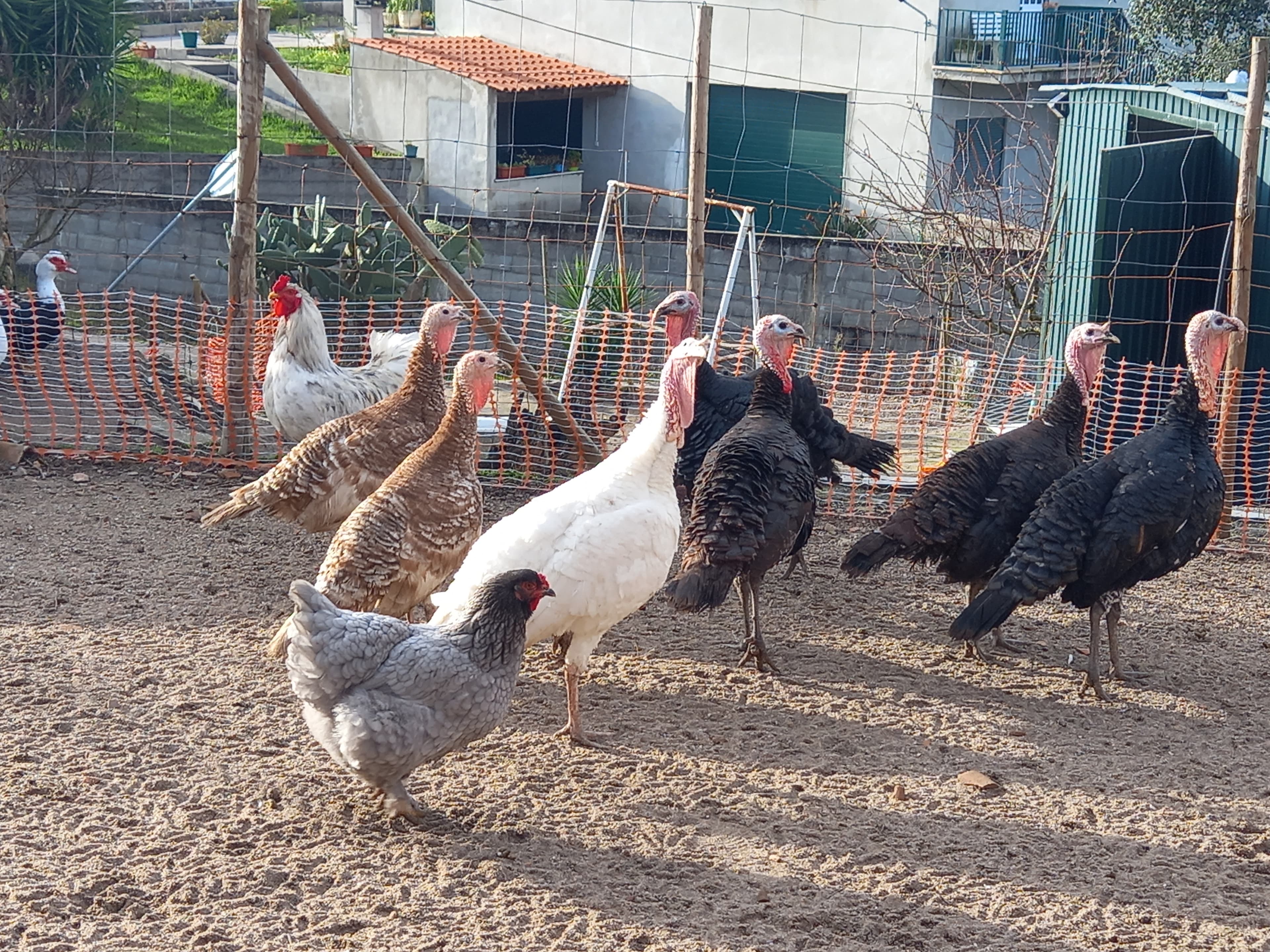 Perús caseiros de várias idades