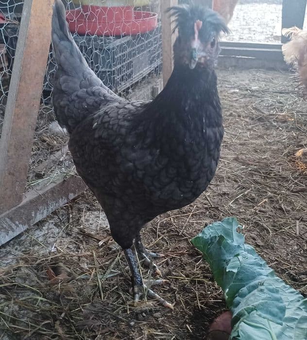 Galo de raça cruzada de porte pequeno