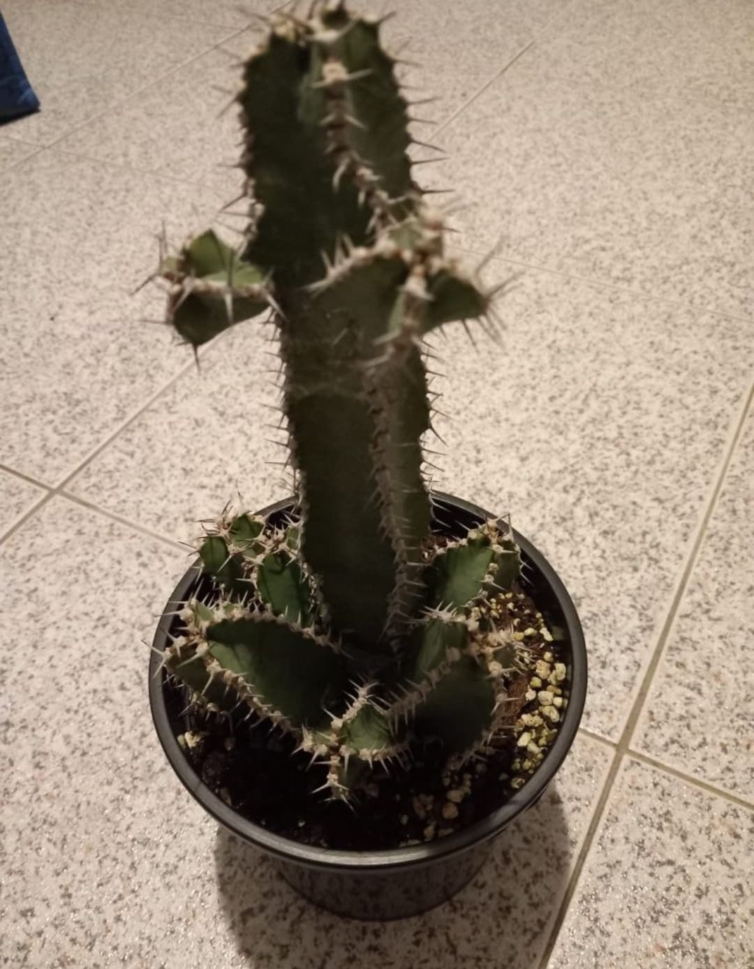 Catos diversos