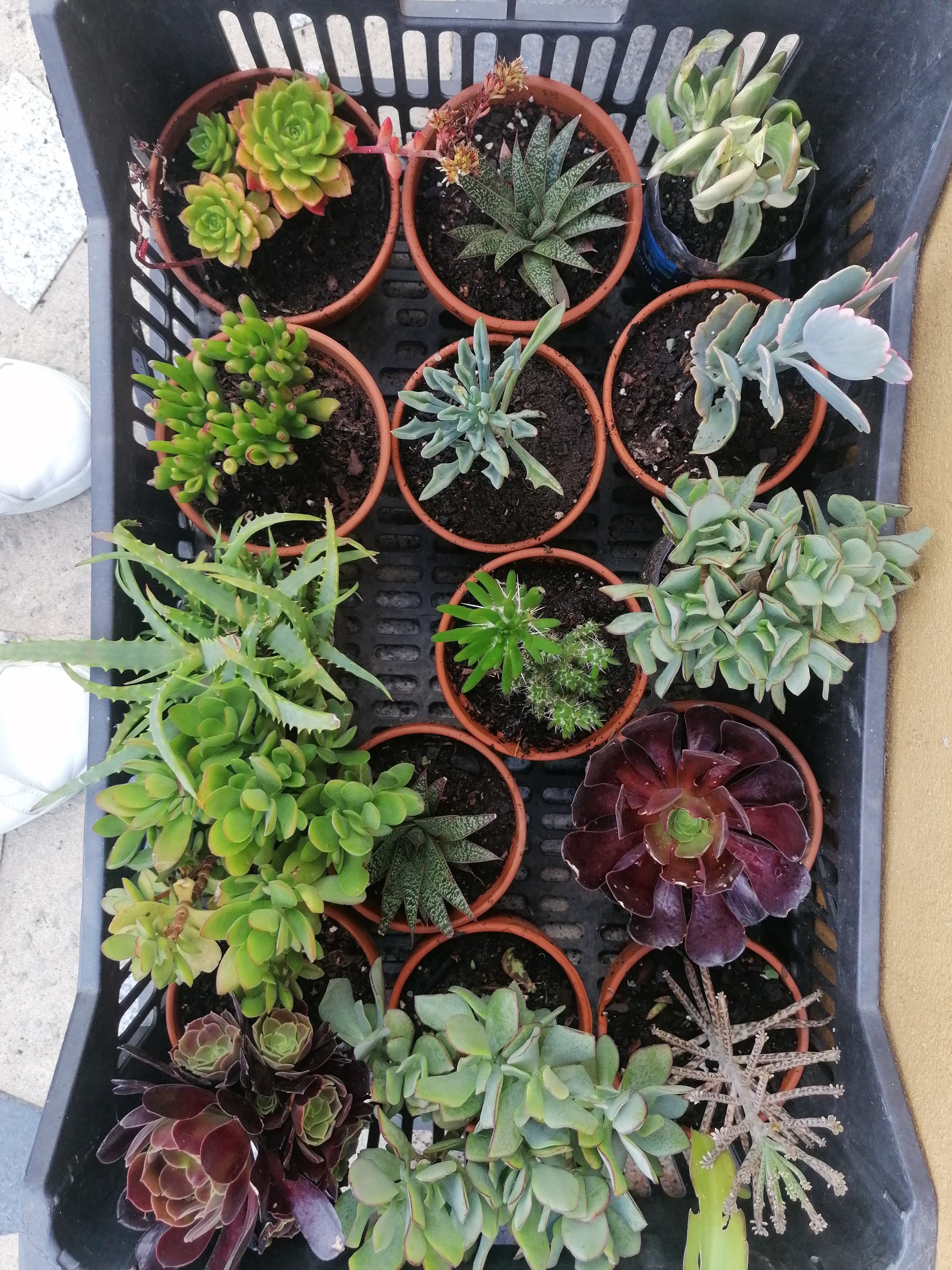 Suculentas e catos