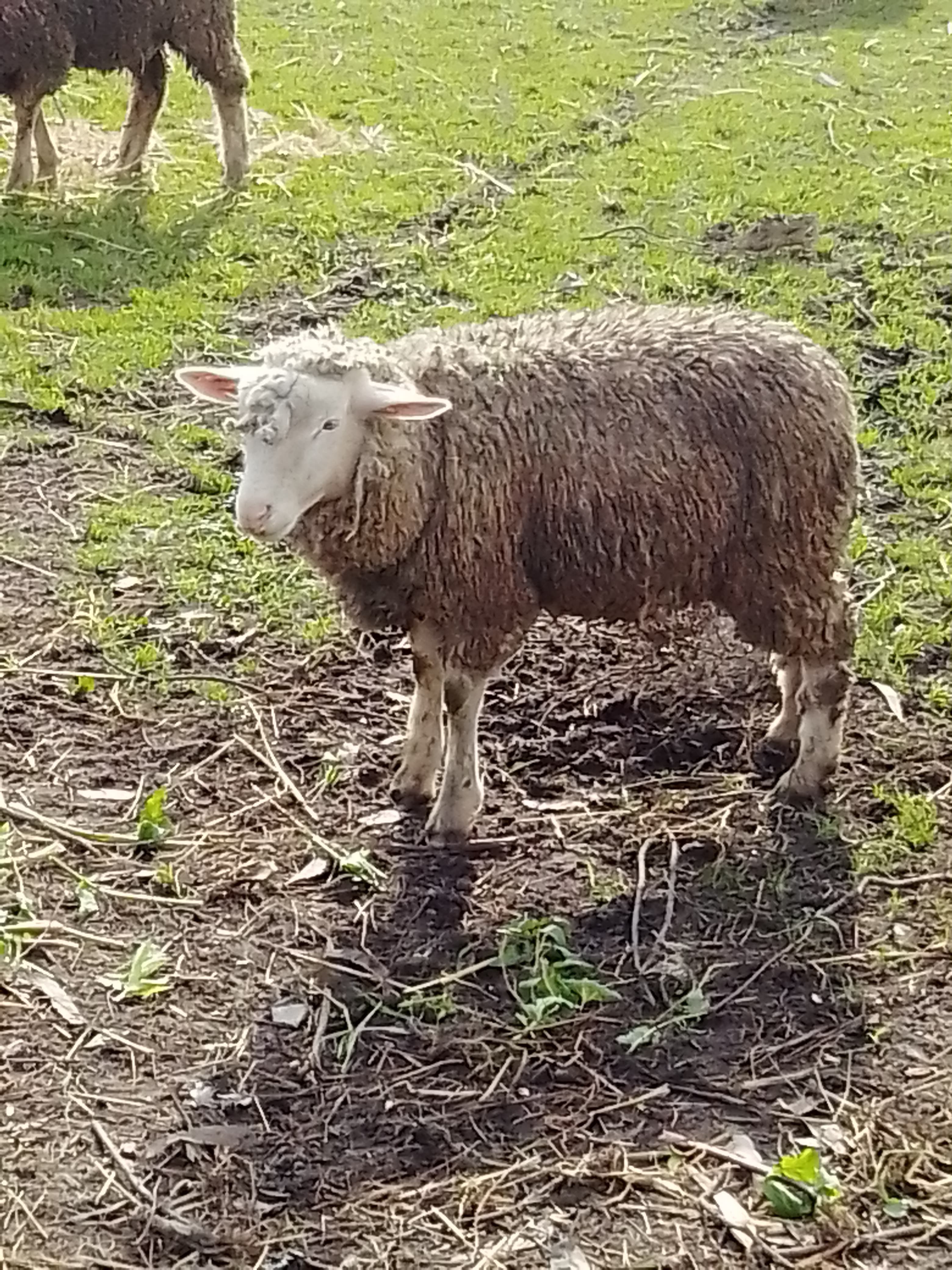 Borrega
