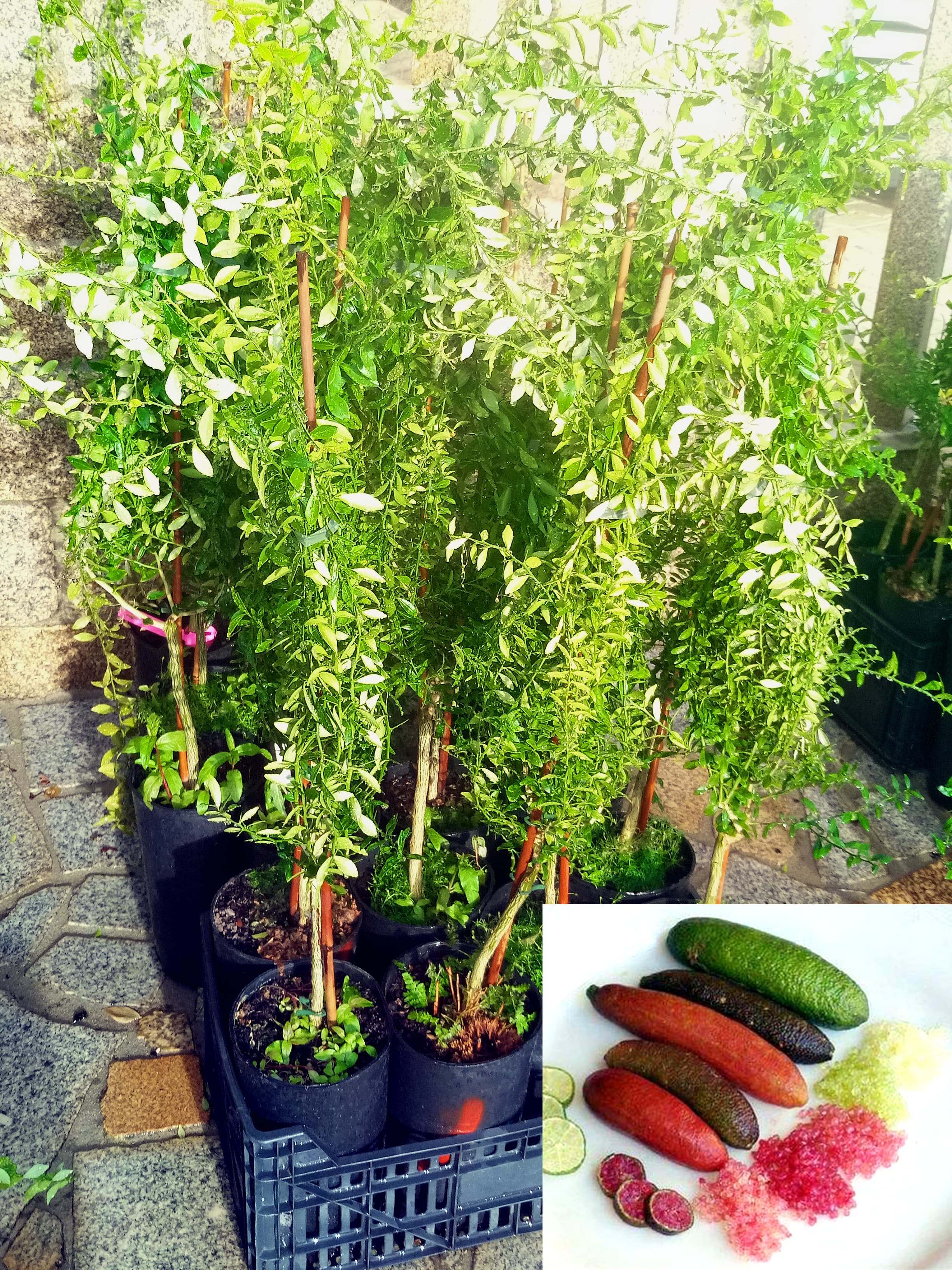 Limão Caviar ( Planta ) – Cultivo Fruta Gourmet com Alta Rentabilidade !