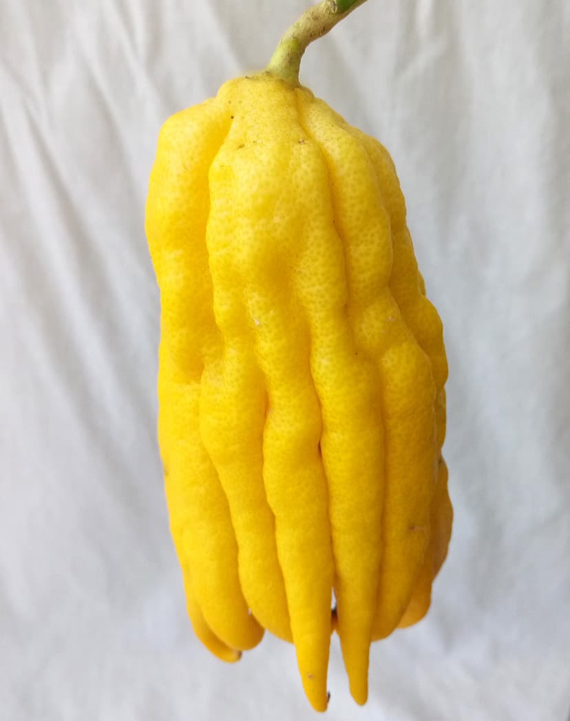 Fruta Mão de Buda