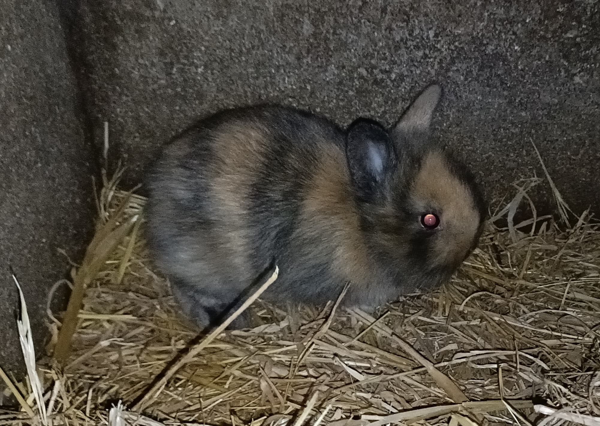 Coelhos anões